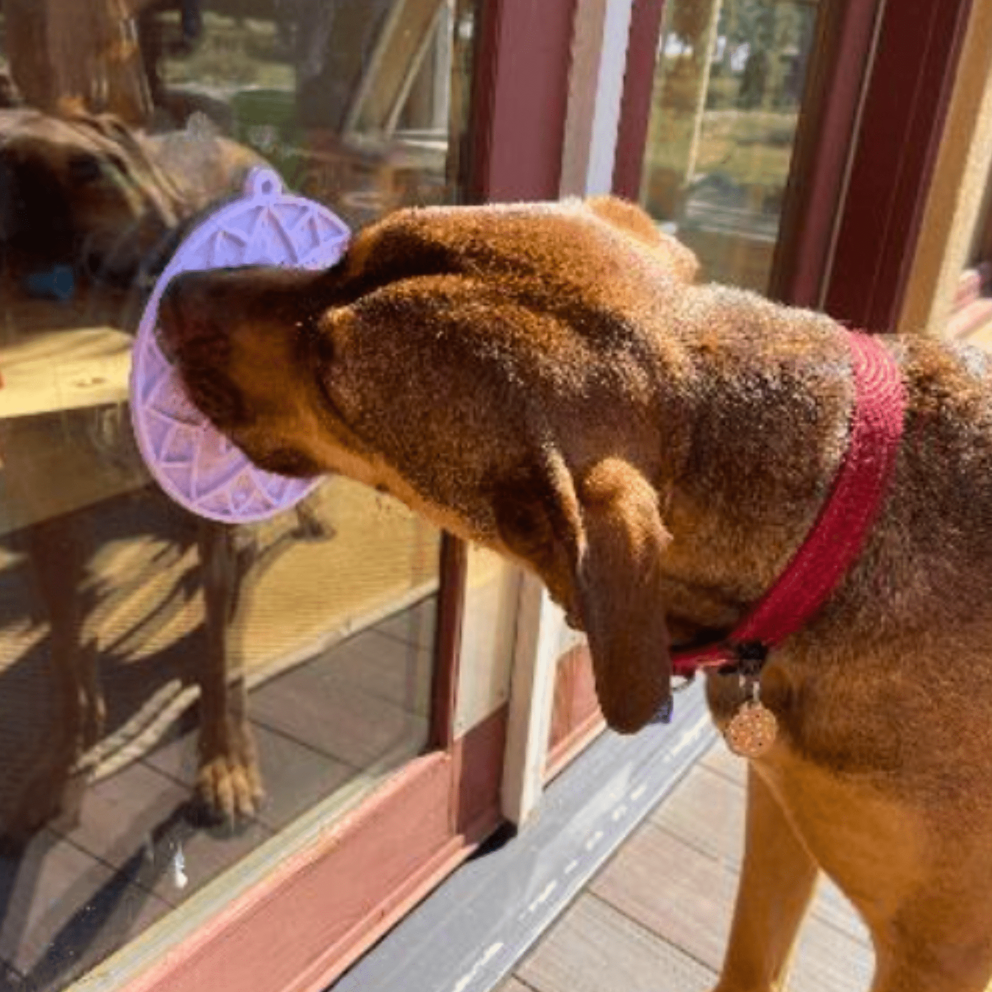Farm To Pet Dog Lick Mats with Suction Cups