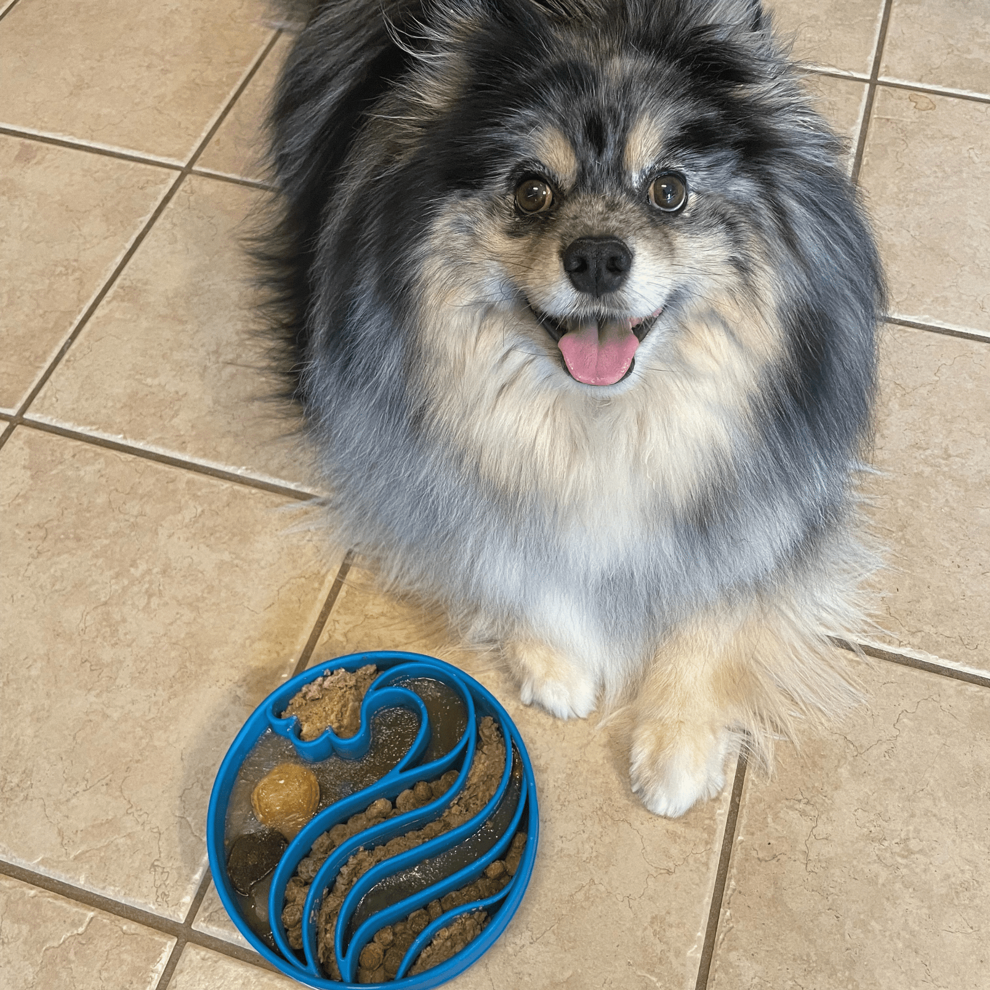 Farm To Pet Slow Feeder Dog Bowls