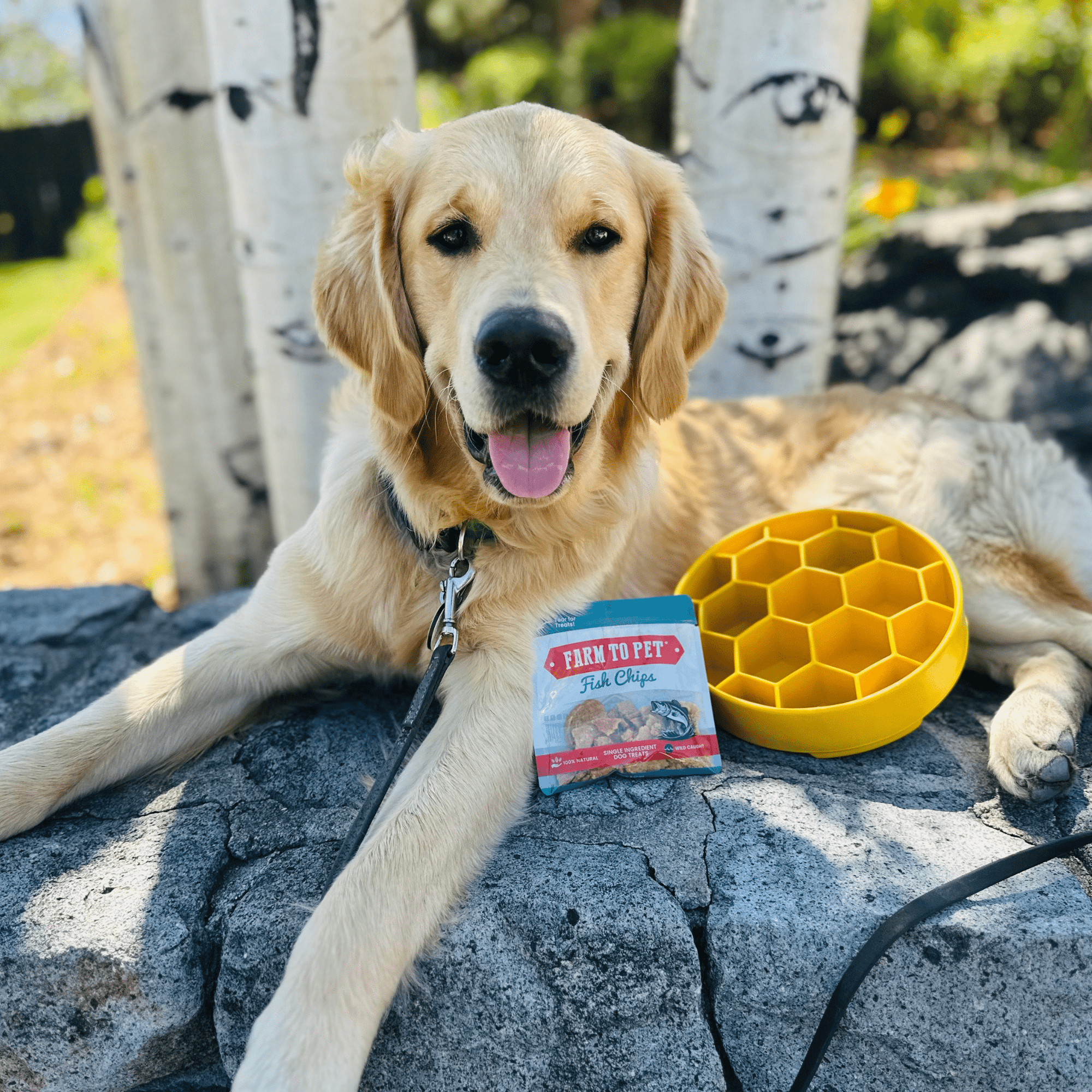 Farm To Pet Slow Feeder Dog Bowls