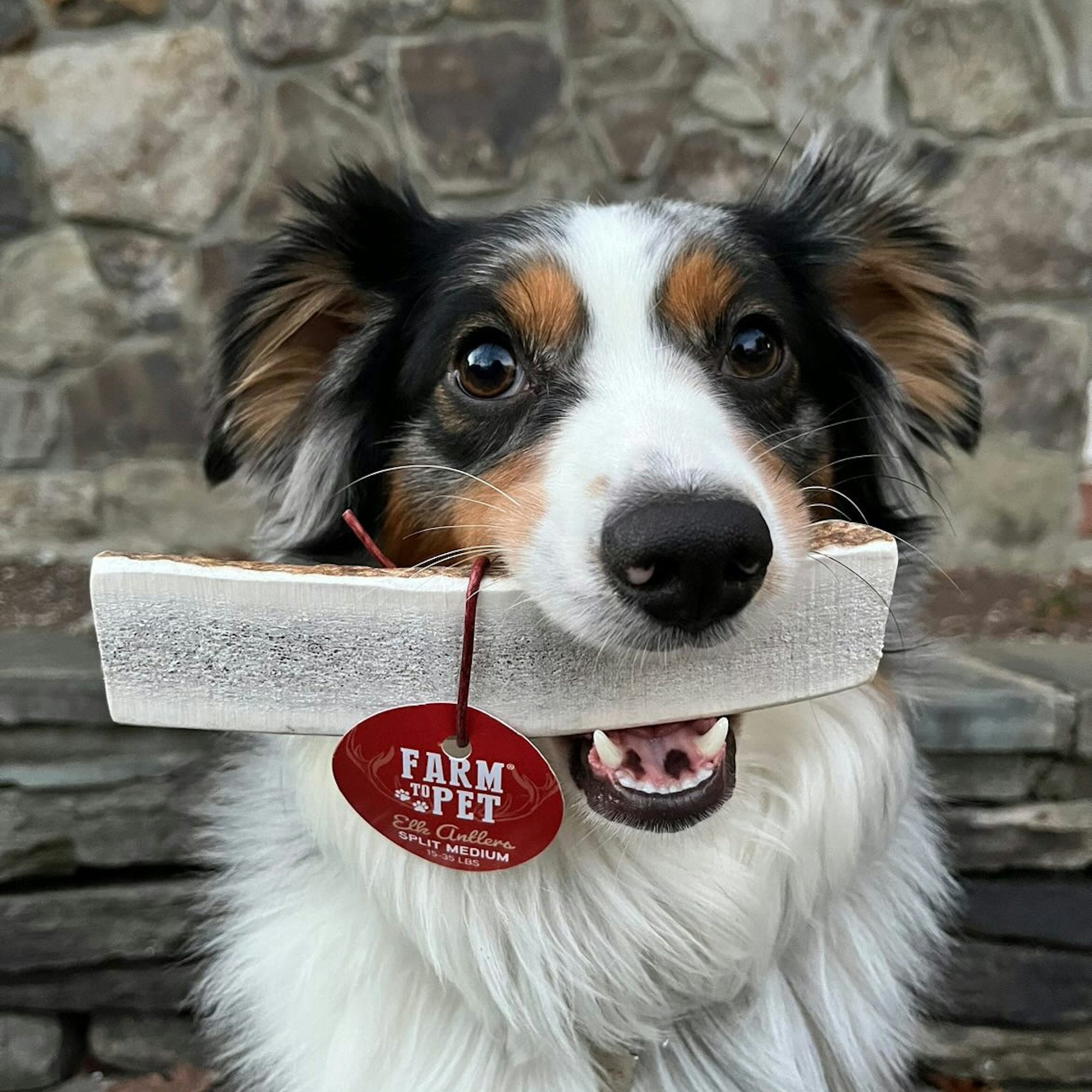Farm To Pet Elk Antler Dog Chews