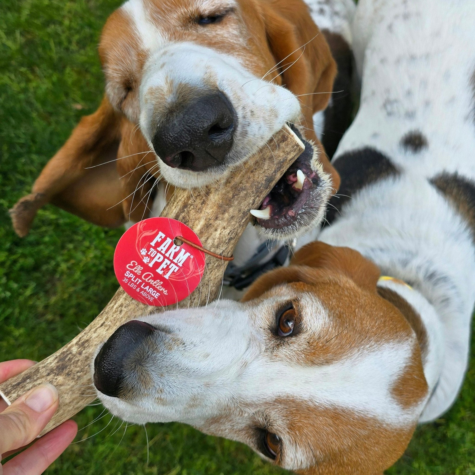 Farm To Pet Elk Antler Dog Chews
