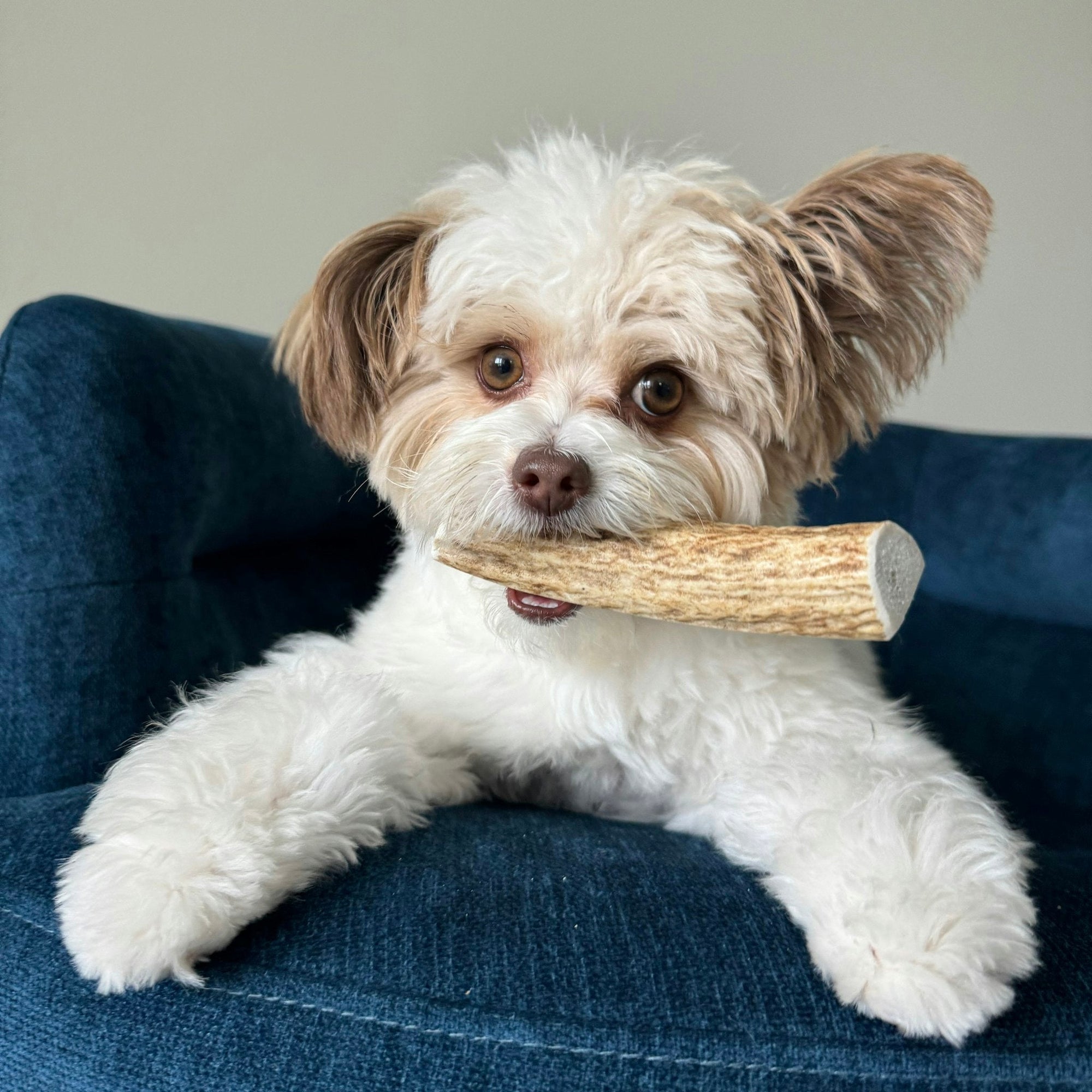 Farm To Pet Elk Antler Dog Chews