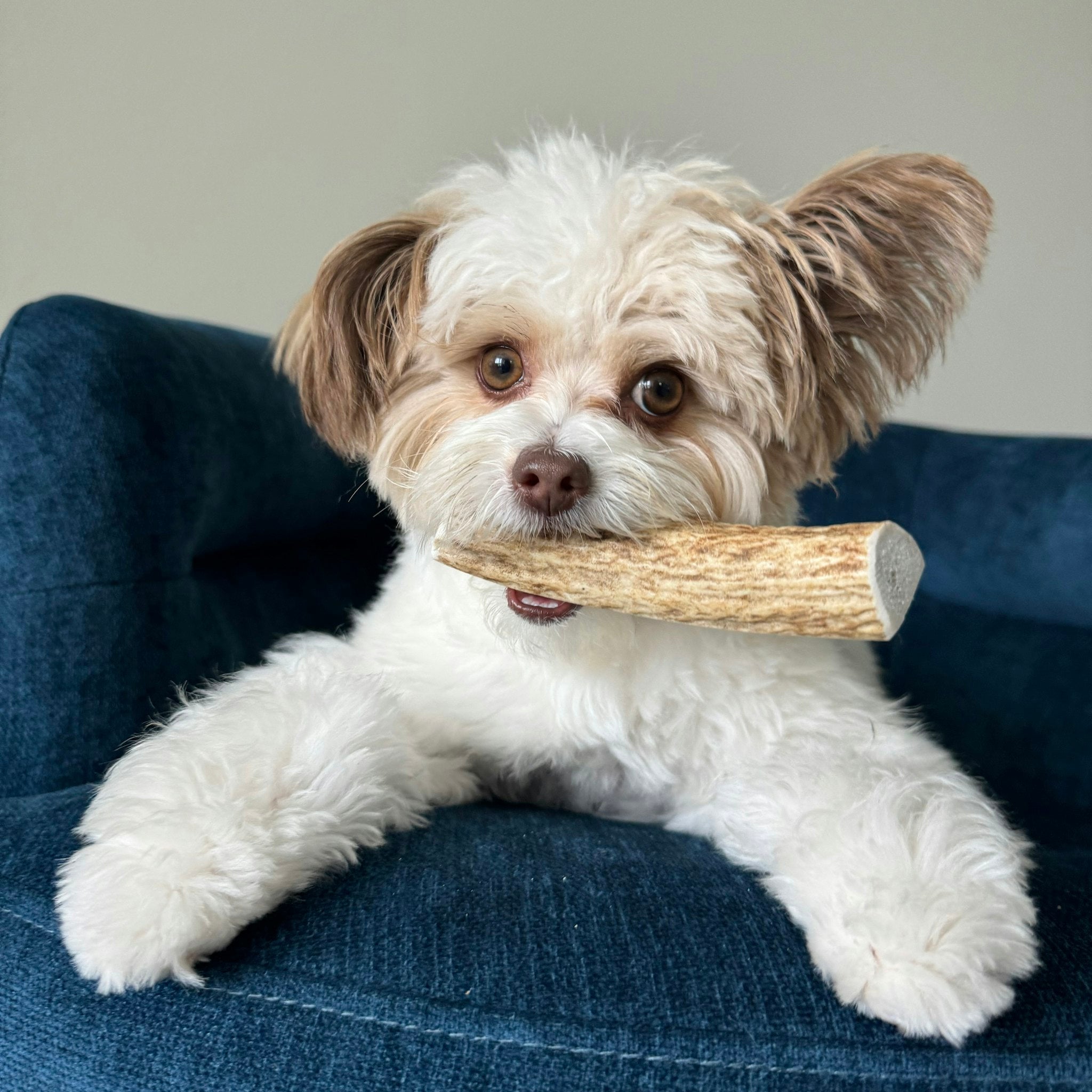 Farm To Pet Elk Antler Dog Chews