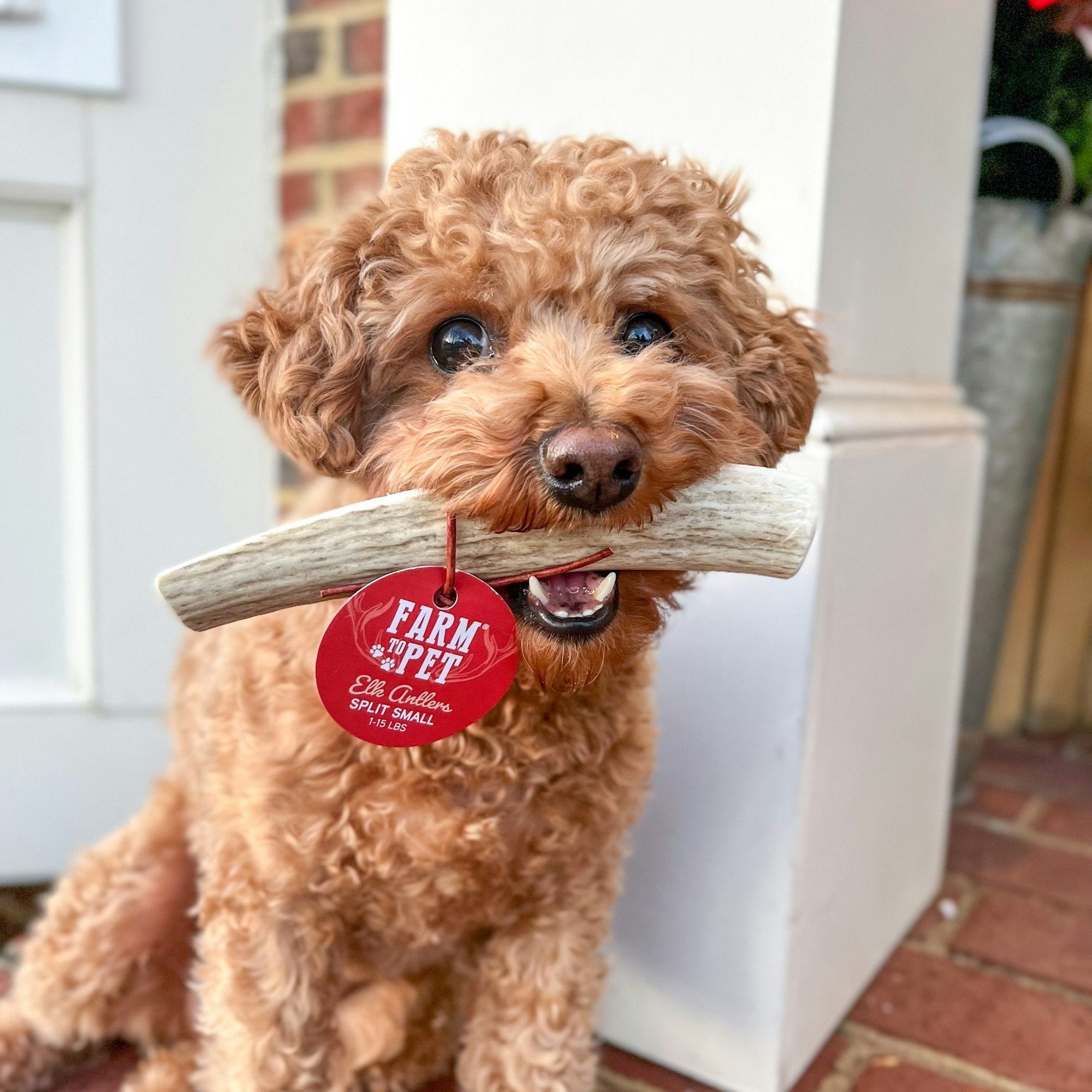 Farm To Pet Elk Antler Dog Chews