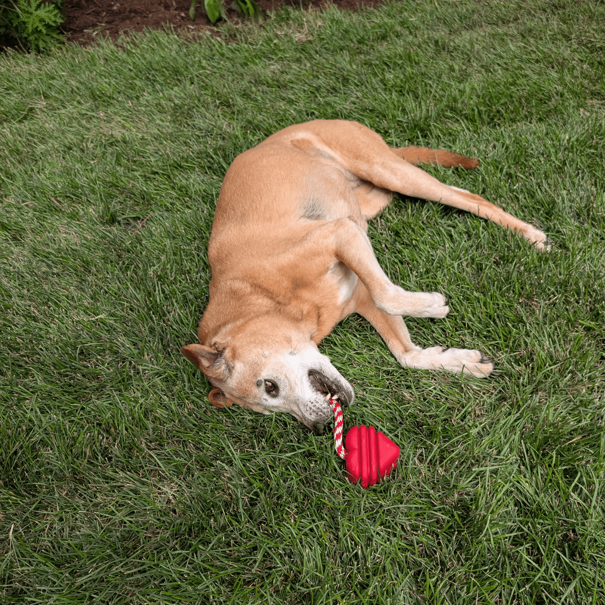 Farm To Pet Chew Toys for Dogs