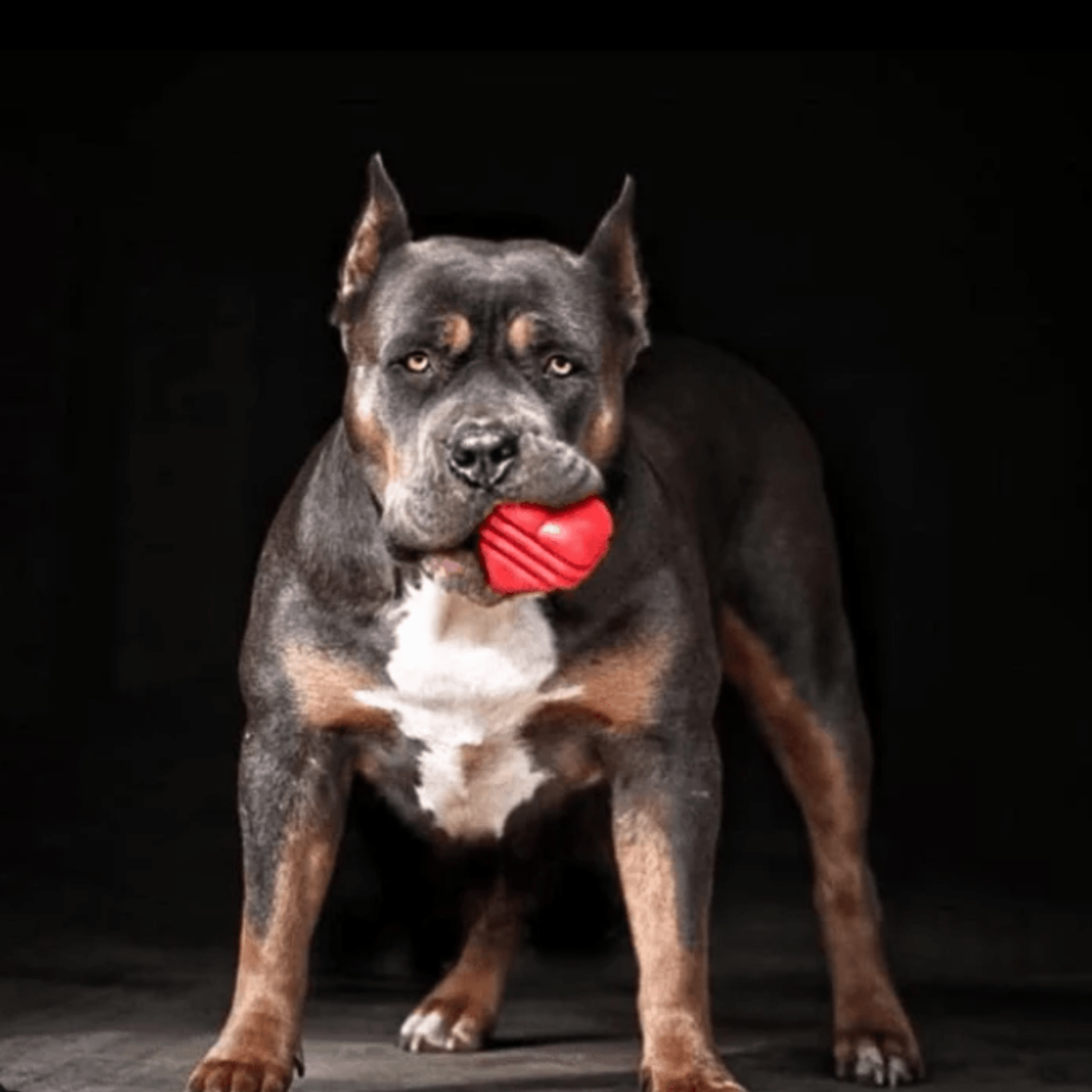 Farm To Pet Chew Toys for Dogs