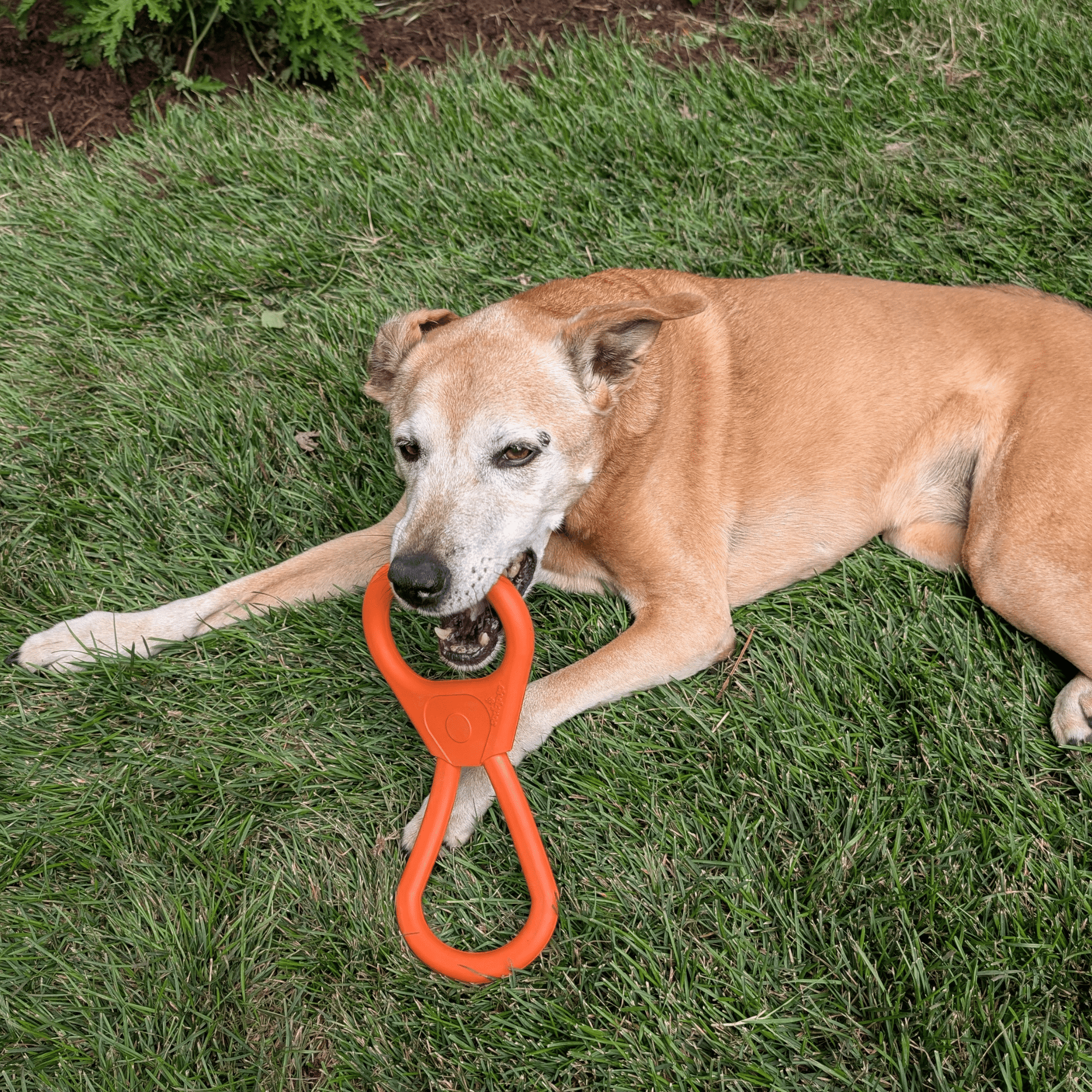 Farm To Pet Chew Toys for Dogs