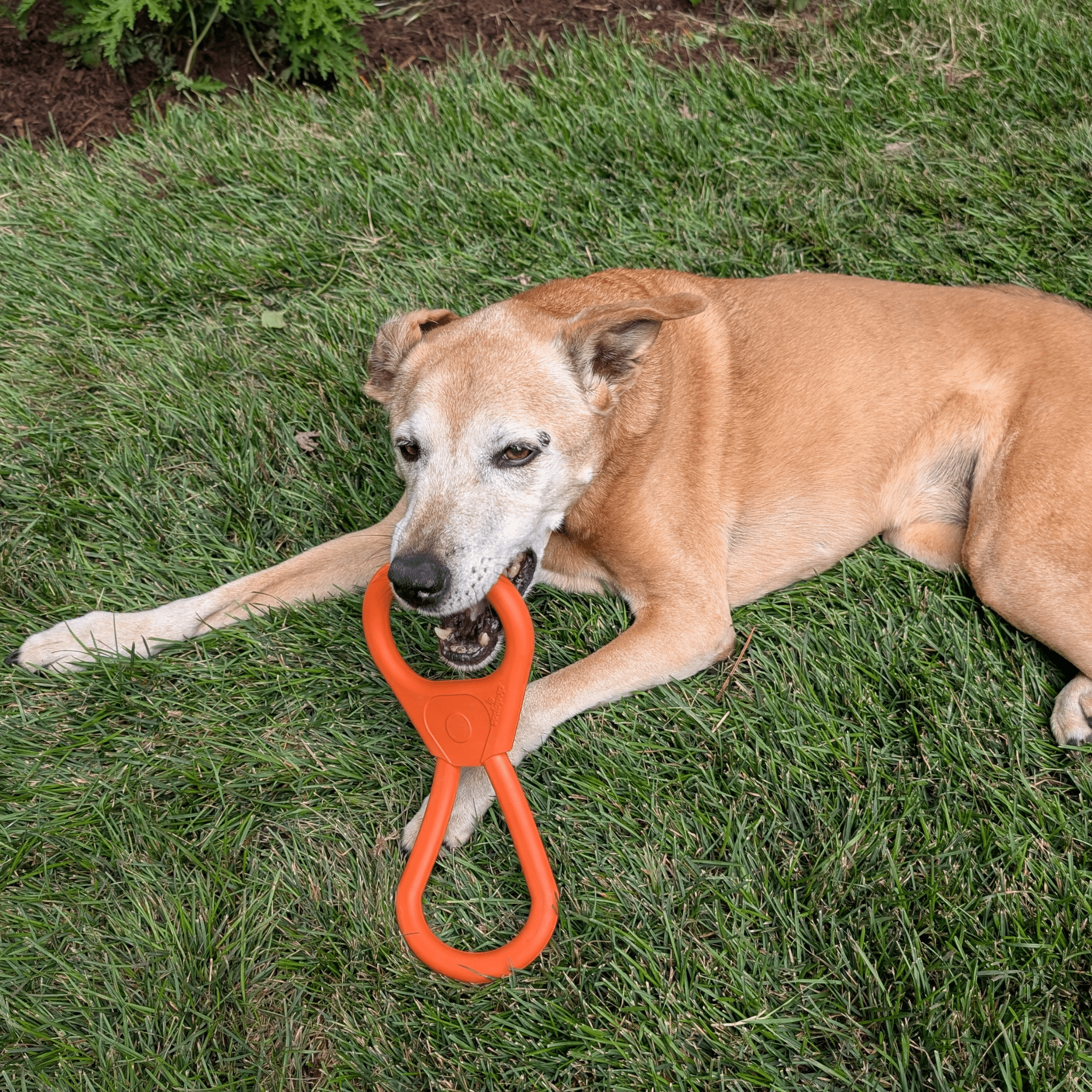 Farm To Pet Chew Toys for Dogs
