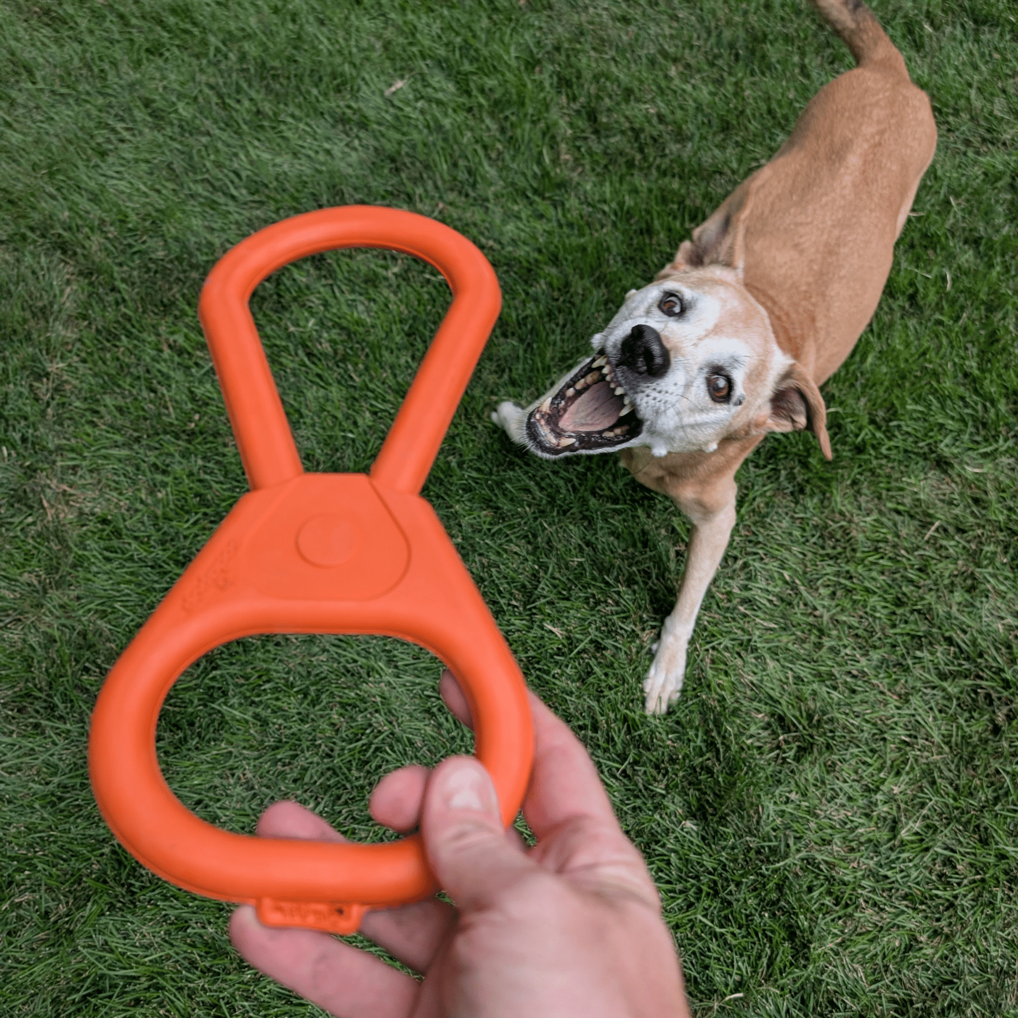 Farm To Pet Chew Toys for Dogs