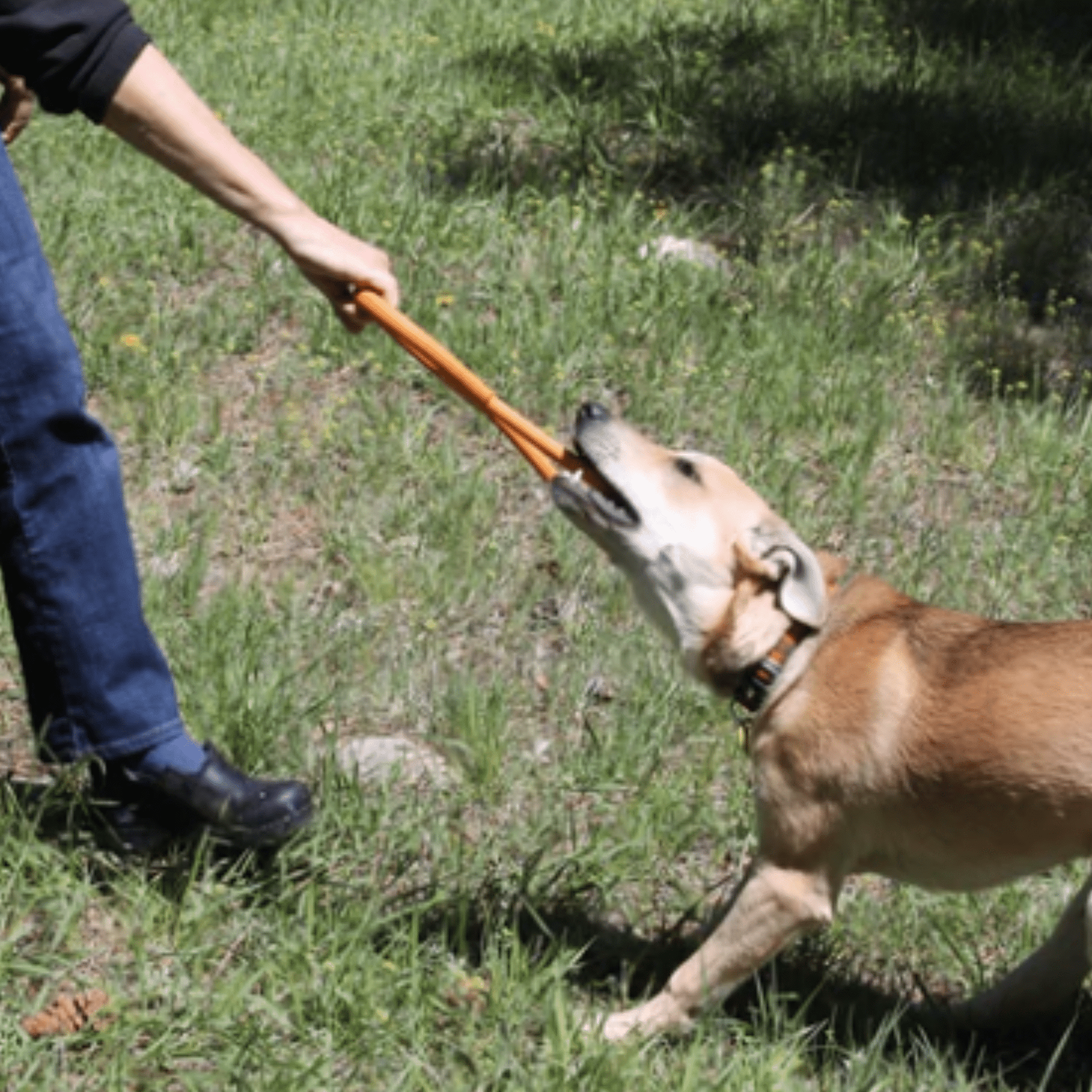 Farm To Pet Chew Toys for Dogs