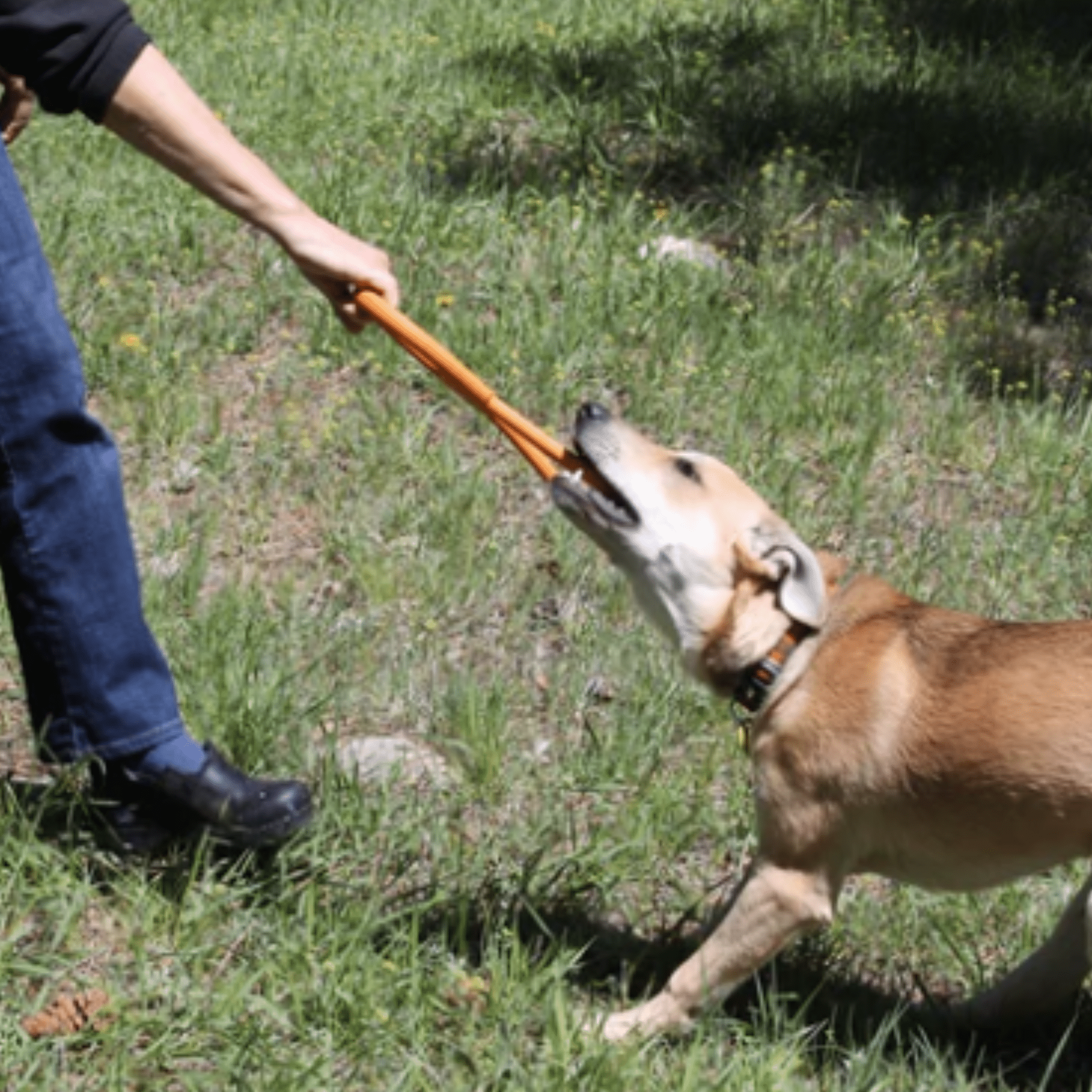 Farm To Pet Chew Toys for Dogs