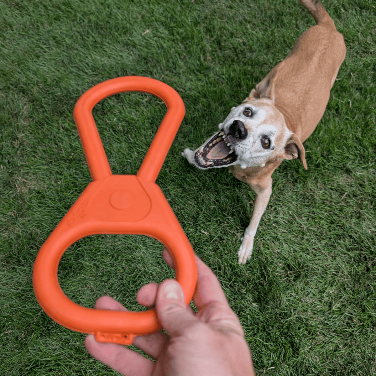 Farm To Pet Chew Toys for Dogs