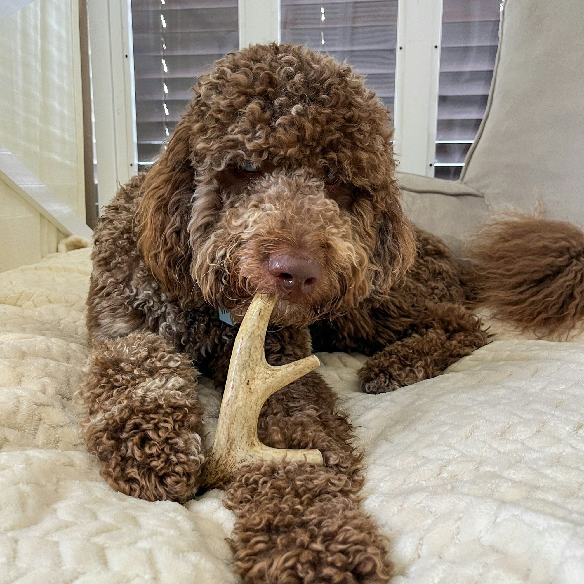 Farm To Pet Deer Antler Dog Chews