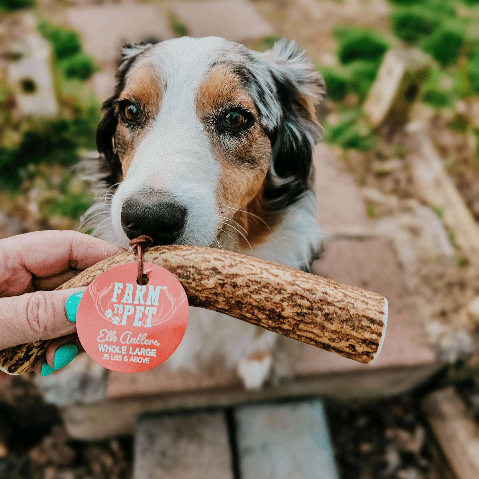 Farm To Pet Elk Antler Dog Chews