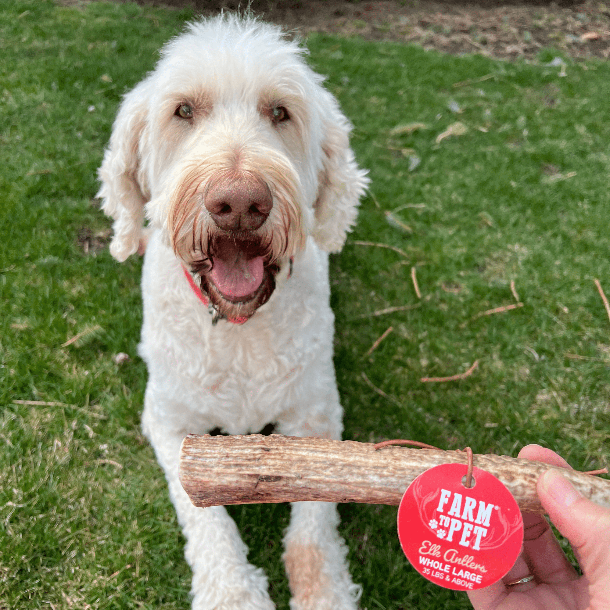 Farm To Pet Elk Antler Dog Chews