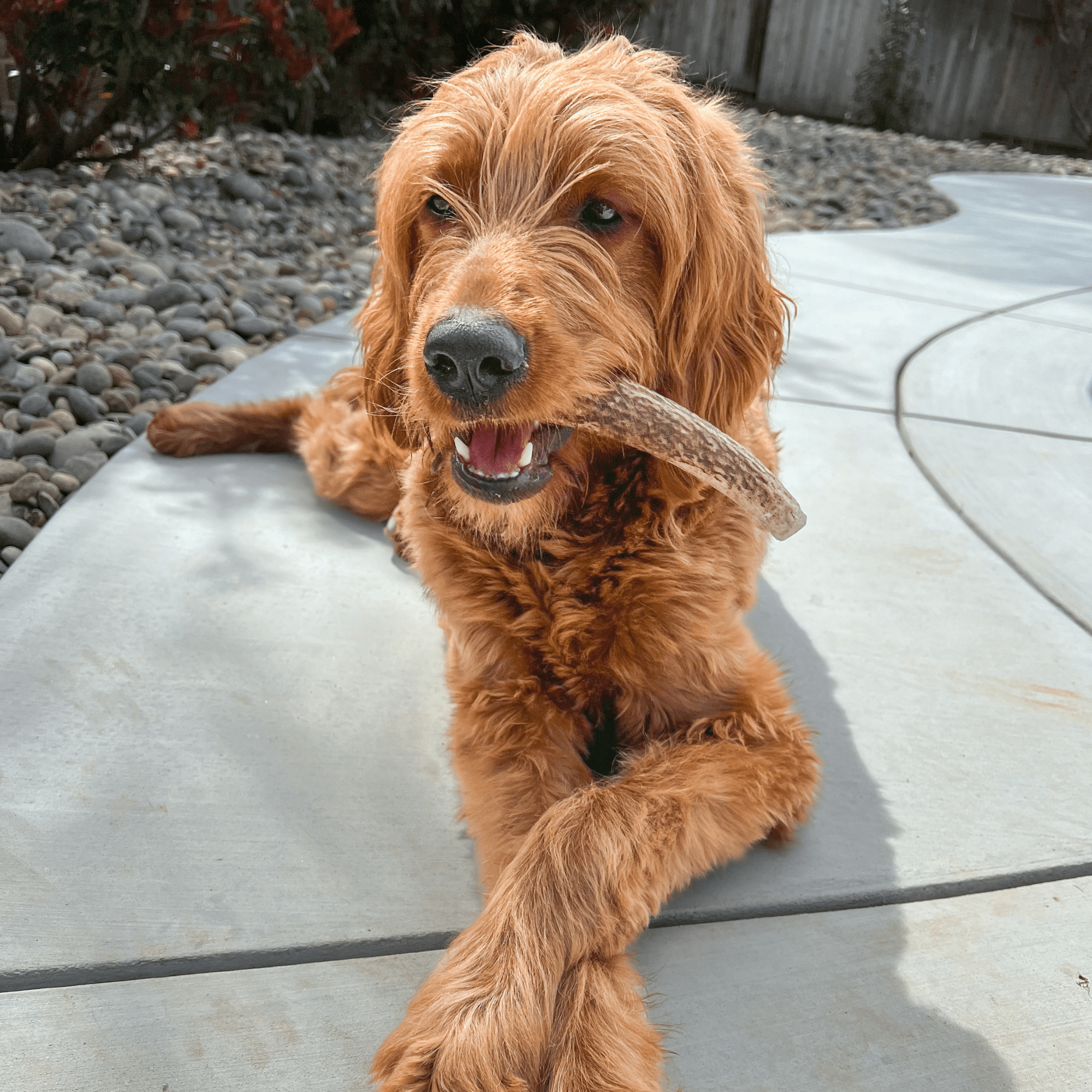 Farm To Pet Elk Antler Dog Chews
