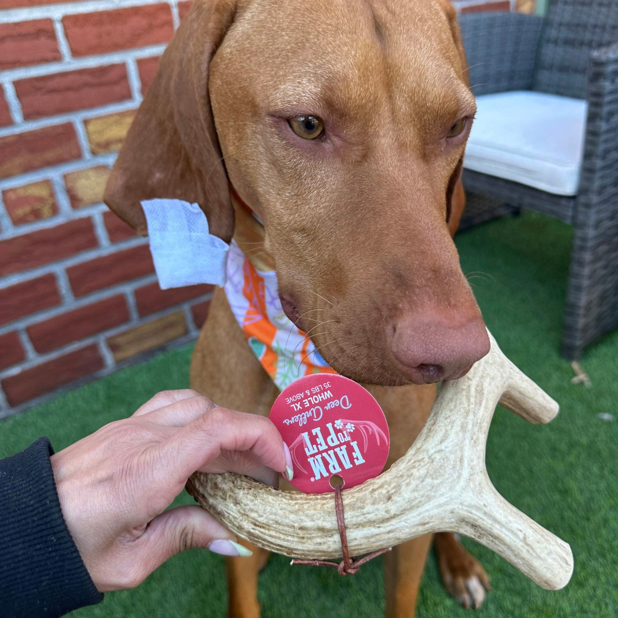 Farm To Pet Deer Antler Dog Chews