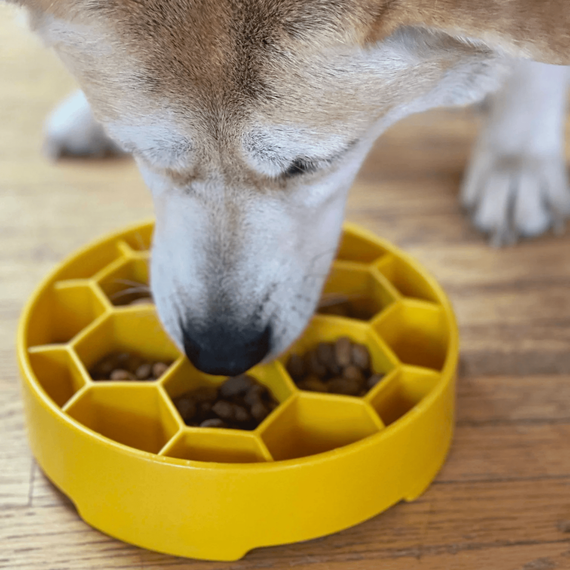 Farm To Pet Slow Feeder Dog Bowls