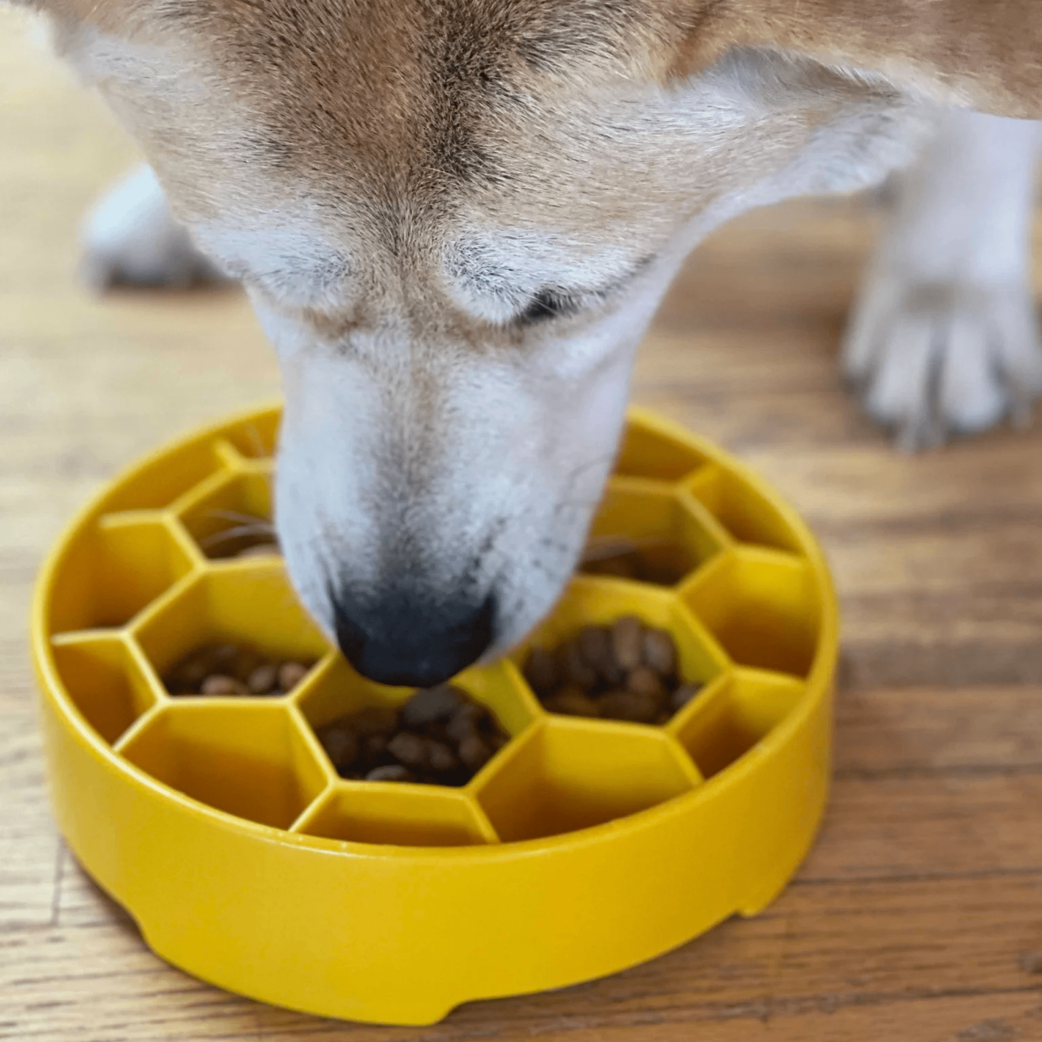 Farm To Pet Slow Feeder Dog Bowls