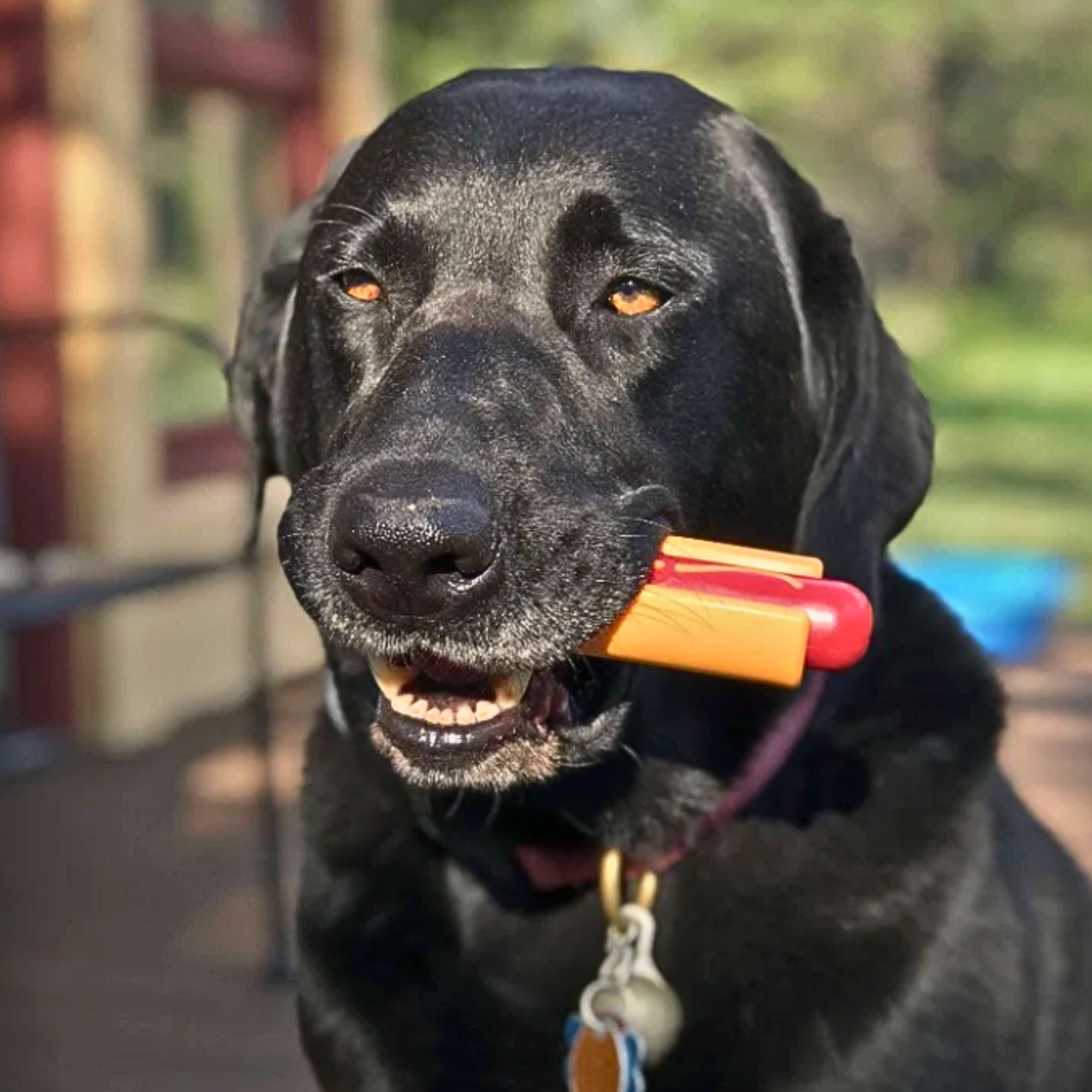 Farm To Pet Chew Toys for Dogs
