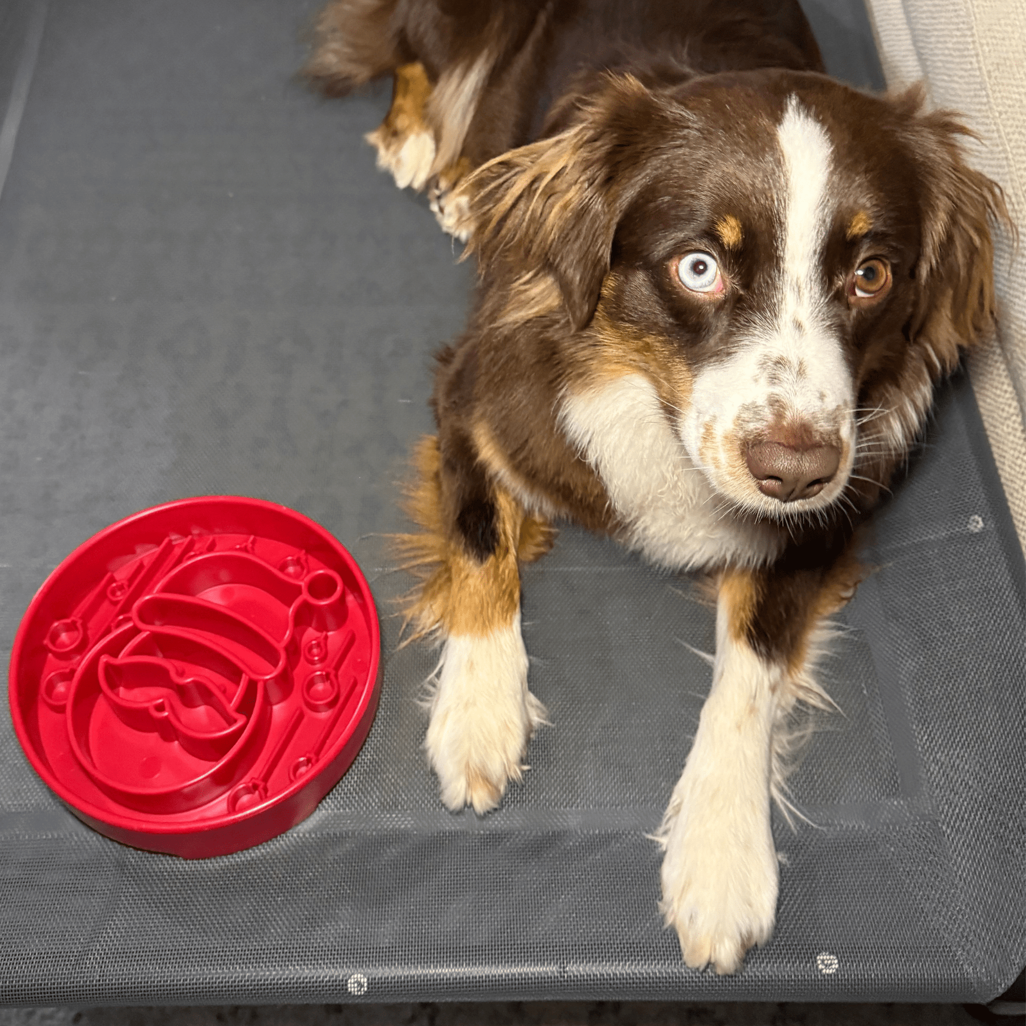 Farm To Pet Slow Feeder Dog Bowls