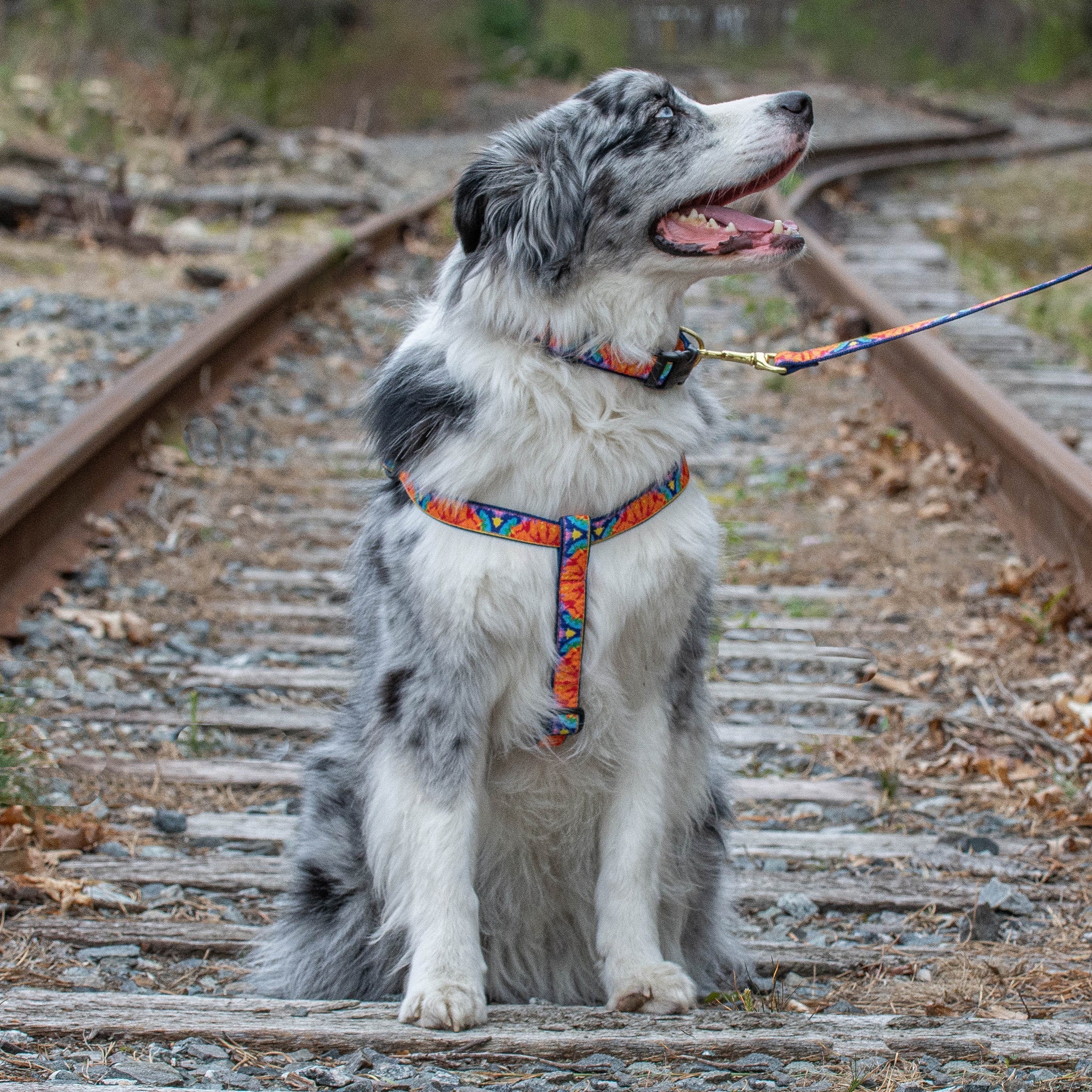 Feelin Groovy Dog Harness