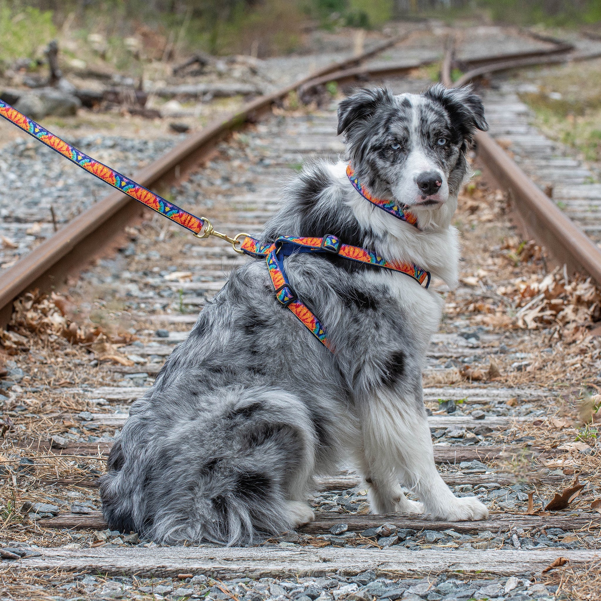 Feelin Groovy Dog Lead