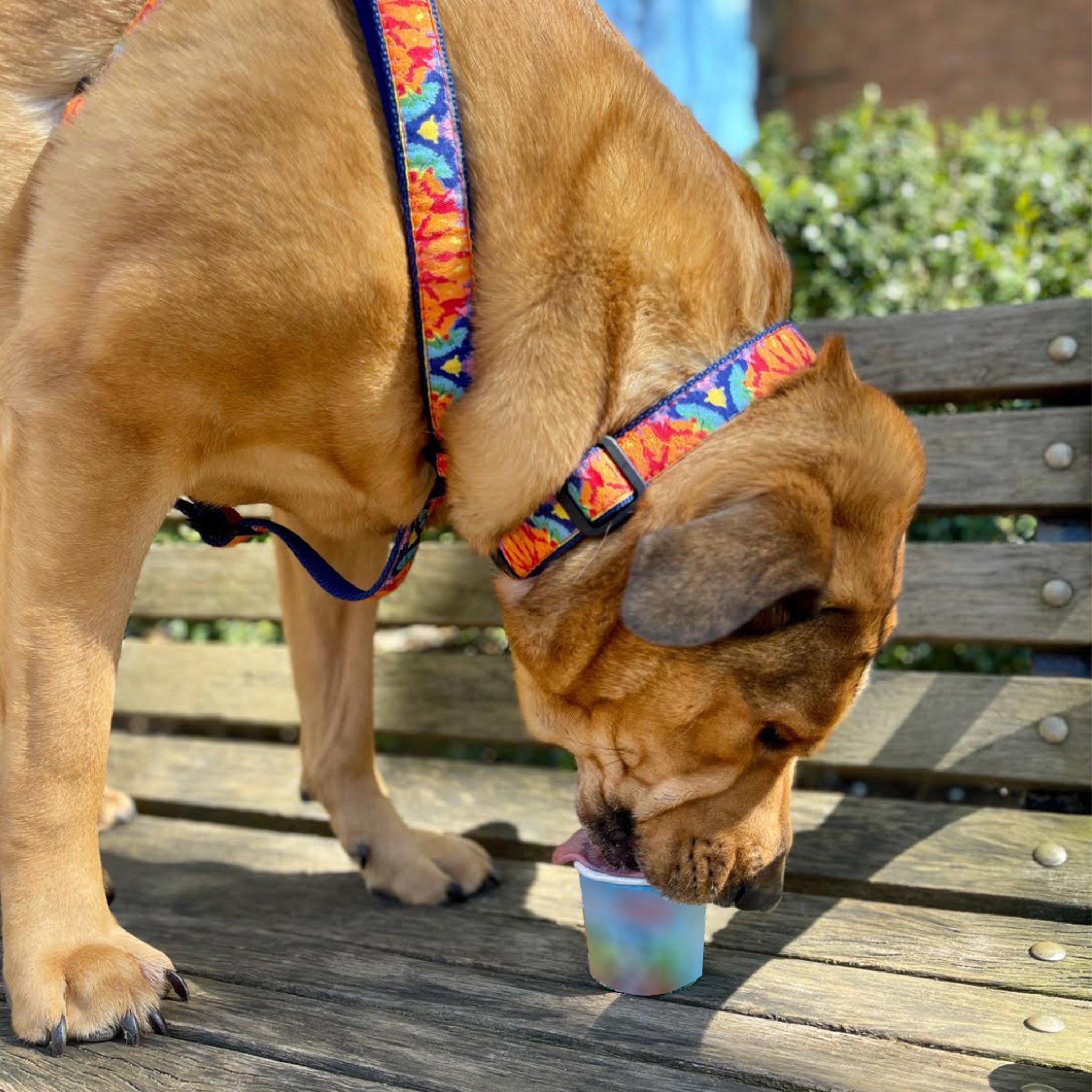 Feelin Groovy Dog Harness