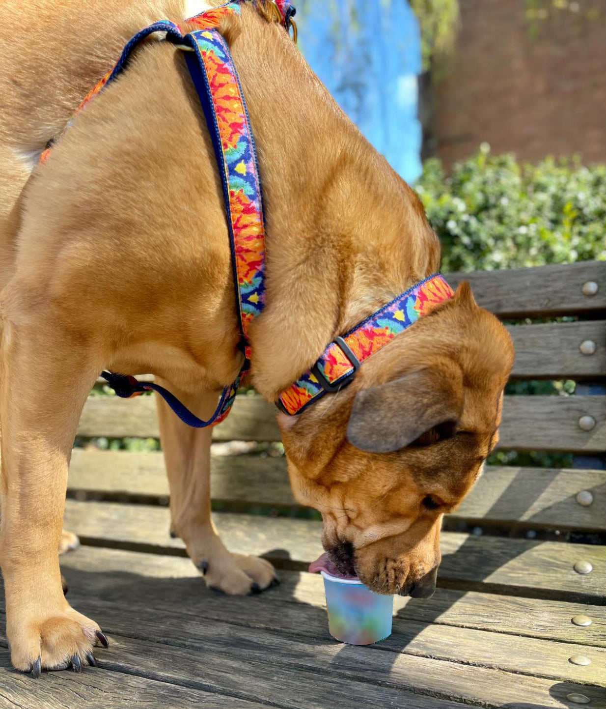 Feelin Groovy Dog Collar