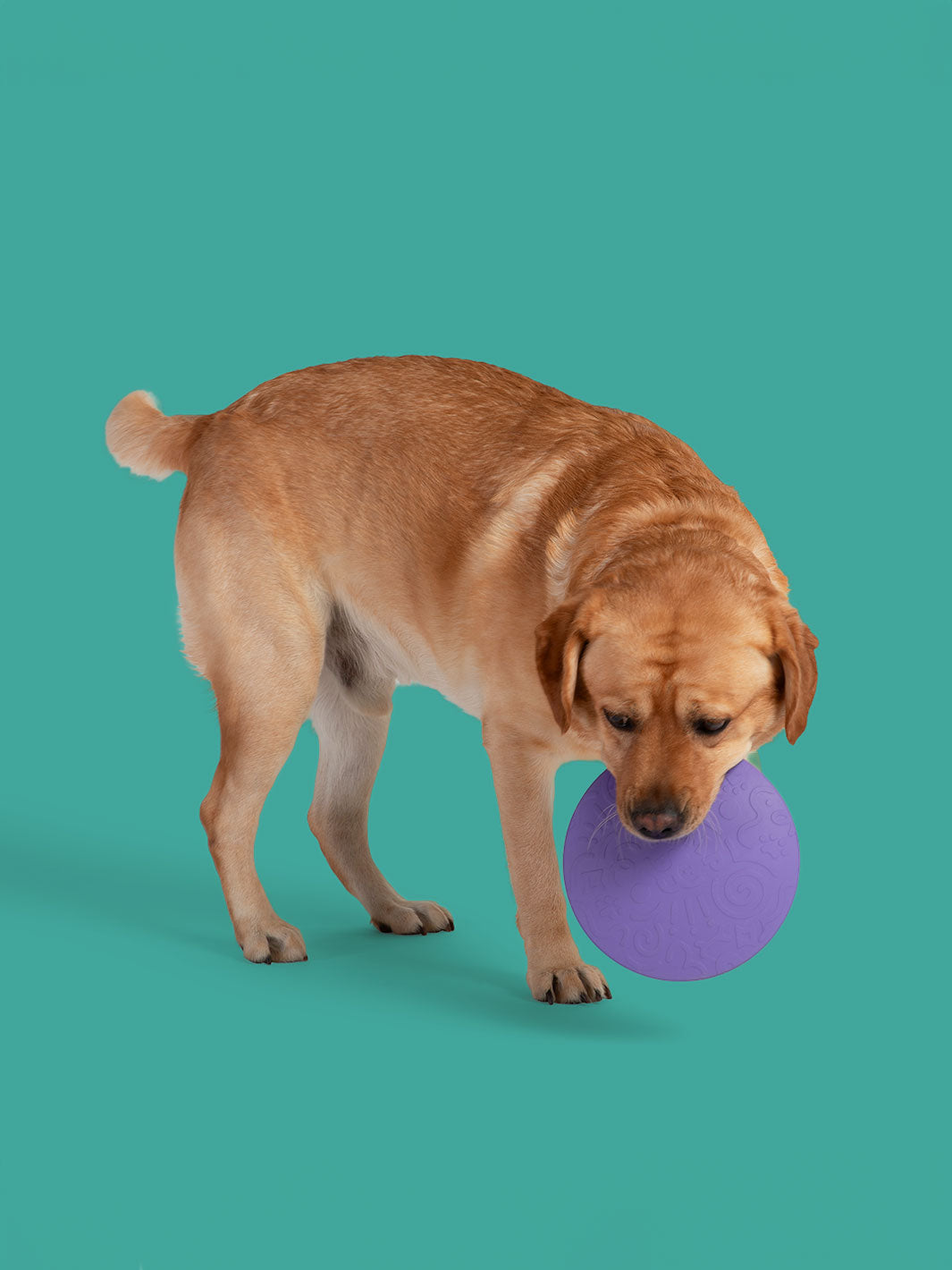 FetchFlyer MAX Dog Fetch Toy