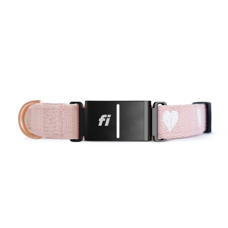 DOGISTRY x Fi Sweetheart 3+ Collar Band