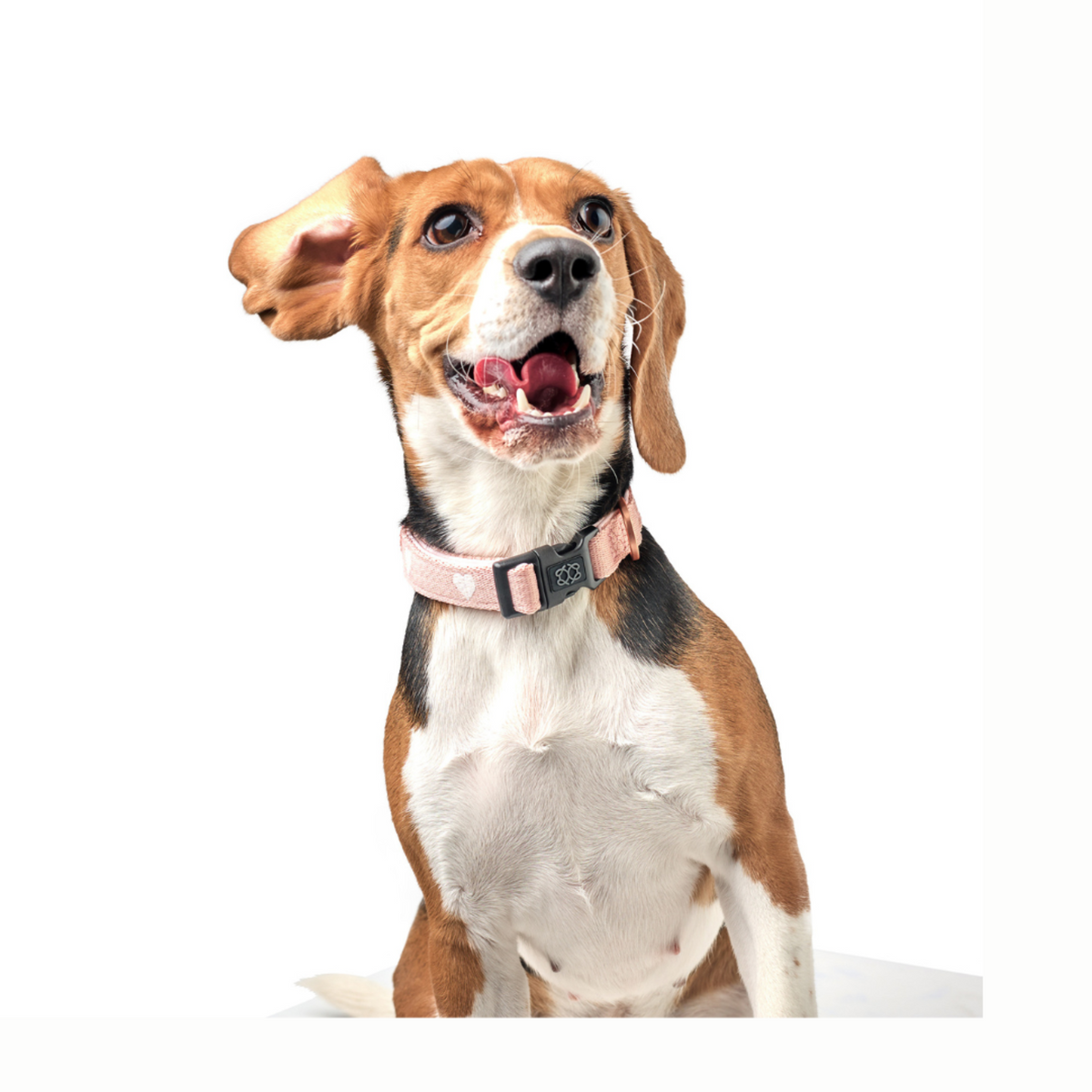 DOGISTRY x Fi Sweetheart 3+ Collar Band