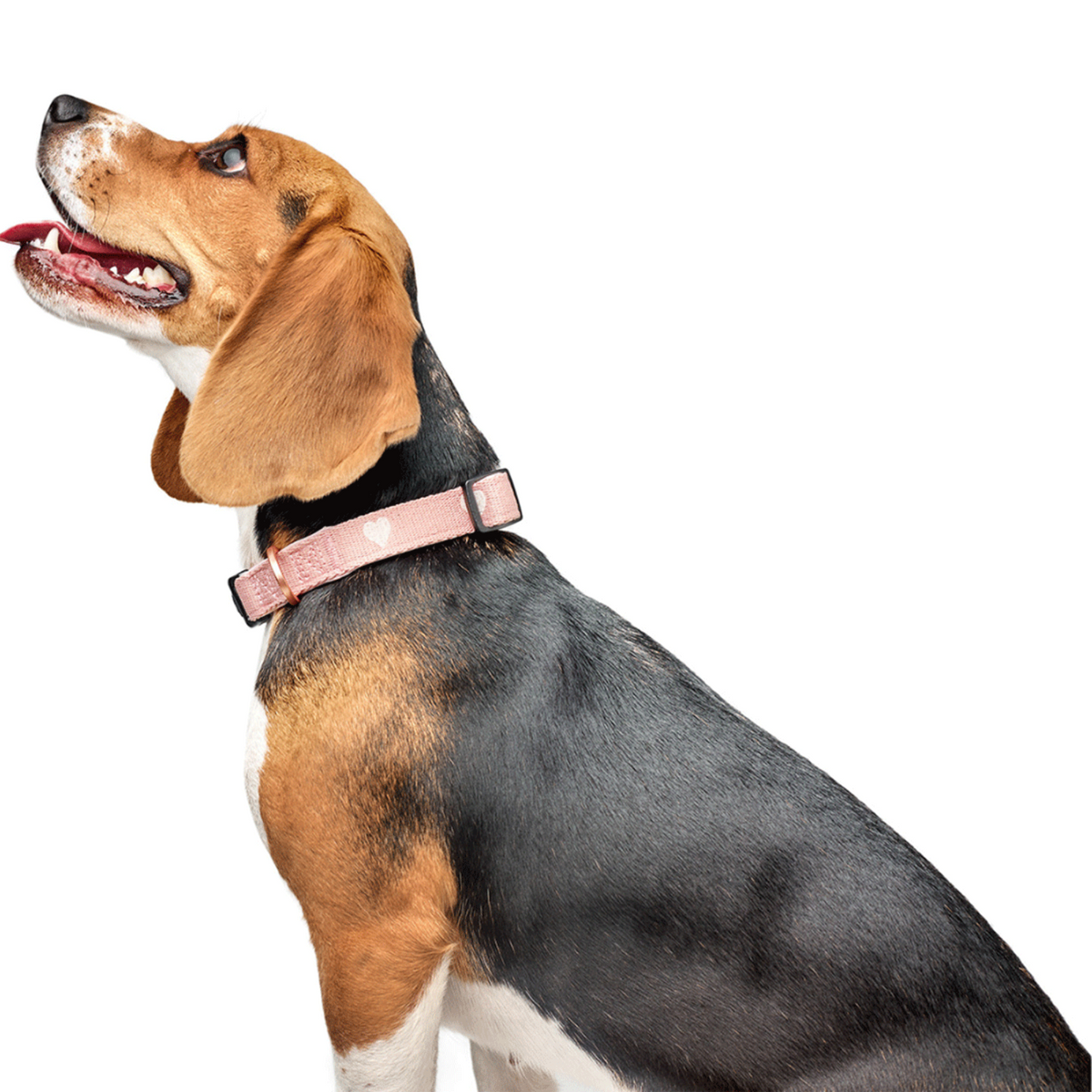 DOGISTRY x Fi Sweetheart 3+ Collar Band