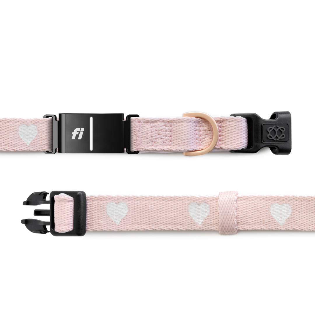 The DOGISTRY x Fi Sweetheart Collar
