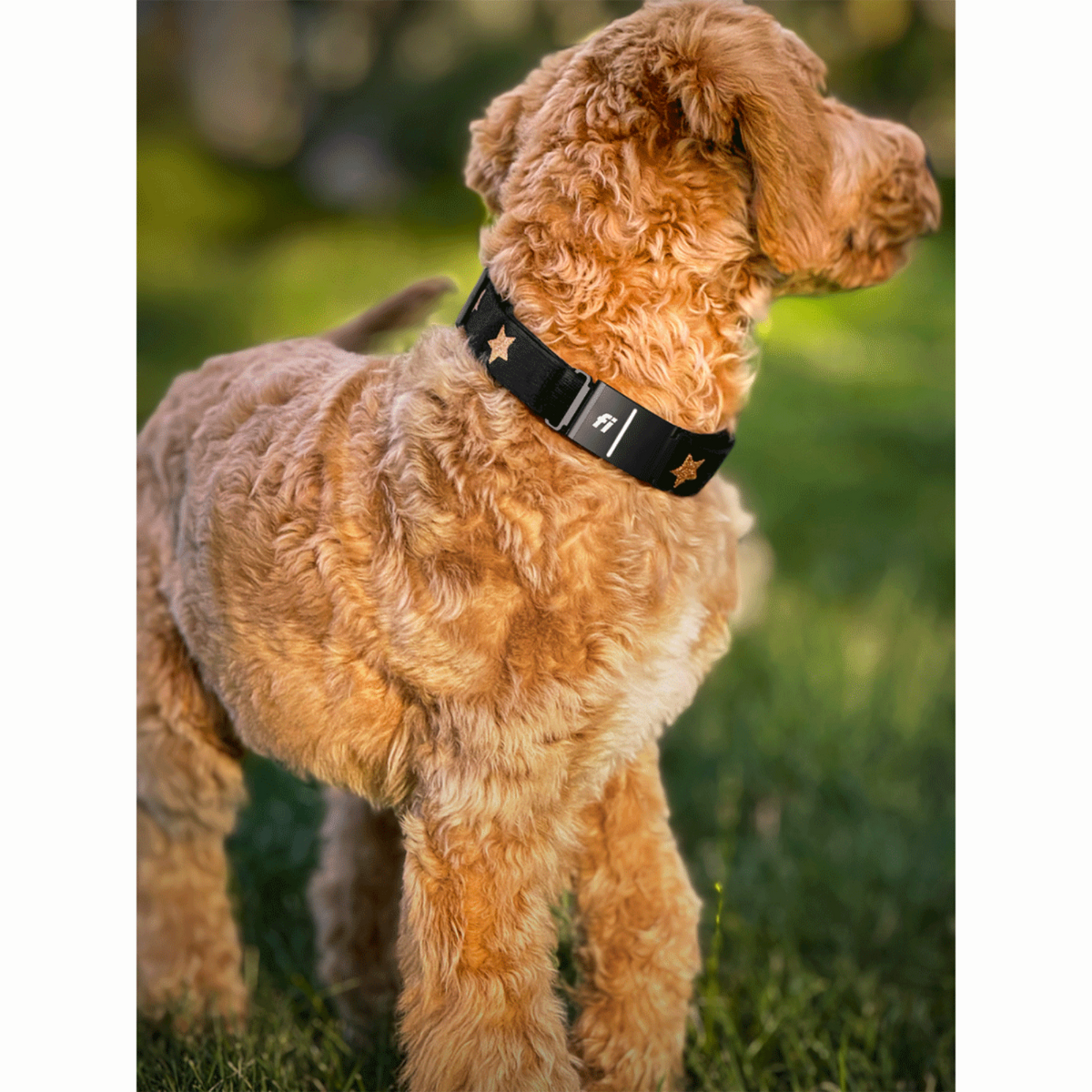 DOGISTRY x Fi Rockstar 3+ Collar Band