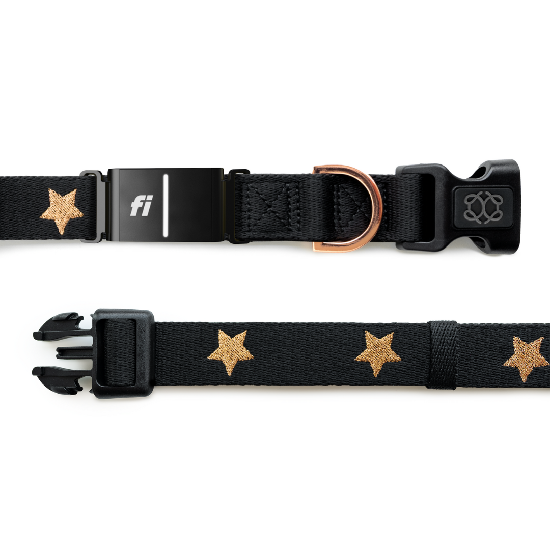 The DOGISTRY x Fi Rockstar Collar