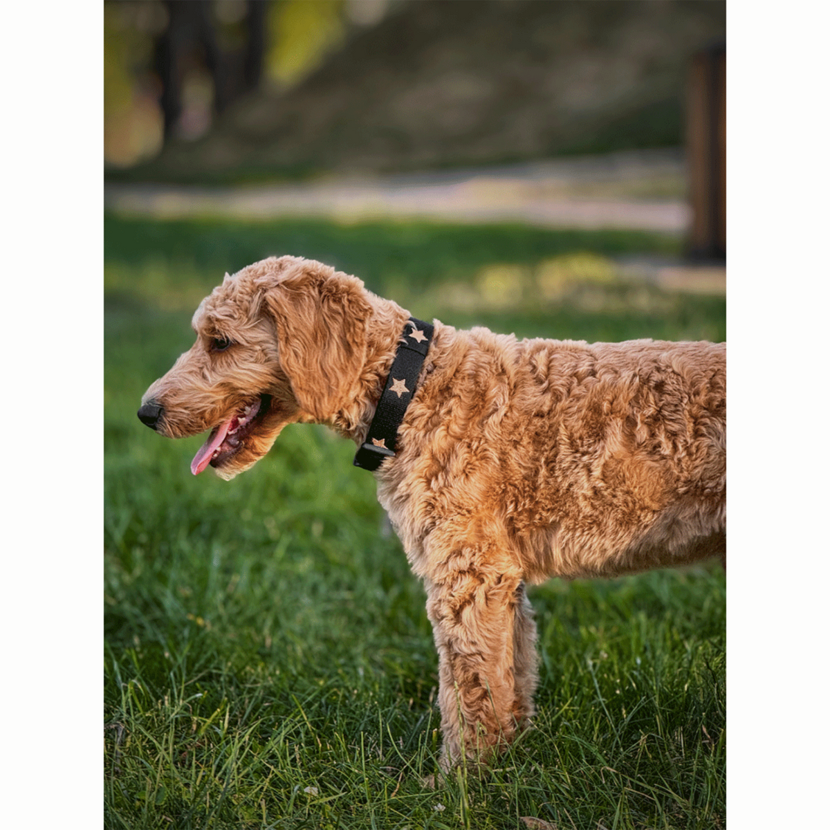 DOGISTRY x Fi Rockstar 3+ Collar Band