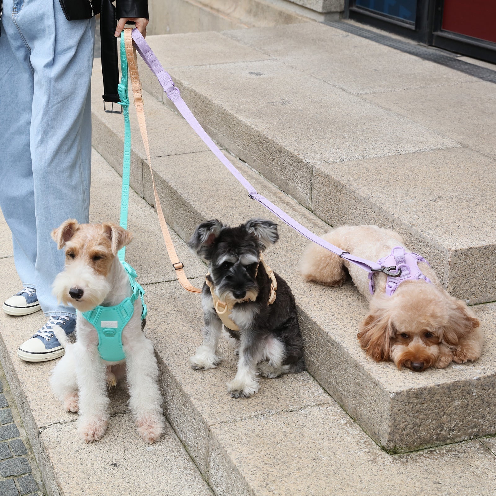 Padded Active Pet Leash-Mint Purple