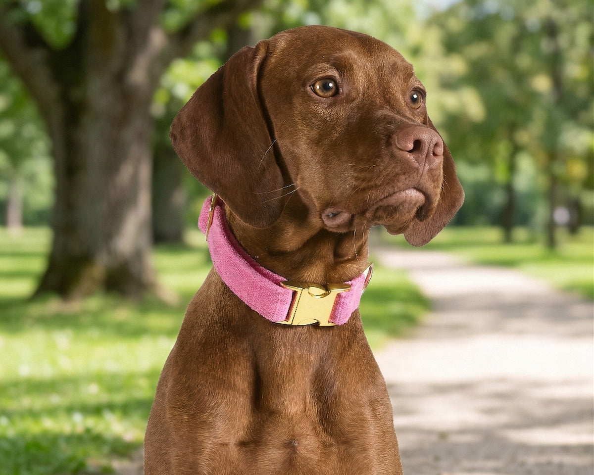 Bowsers Designer Buckle Dog Collar - Secure Everyday Fit and Designer Style