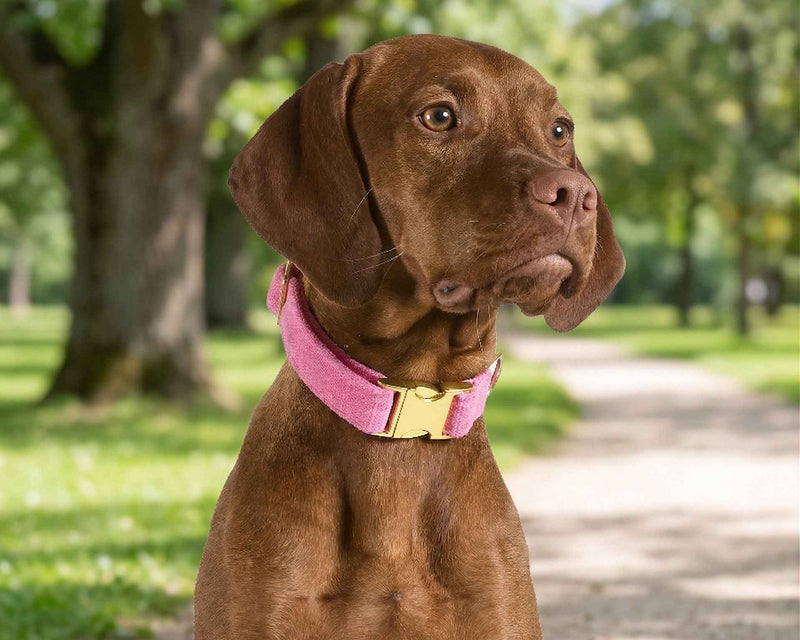 Bowsers Designer Buckle Dog Collar – Secure Everyday Fit and Designer Style