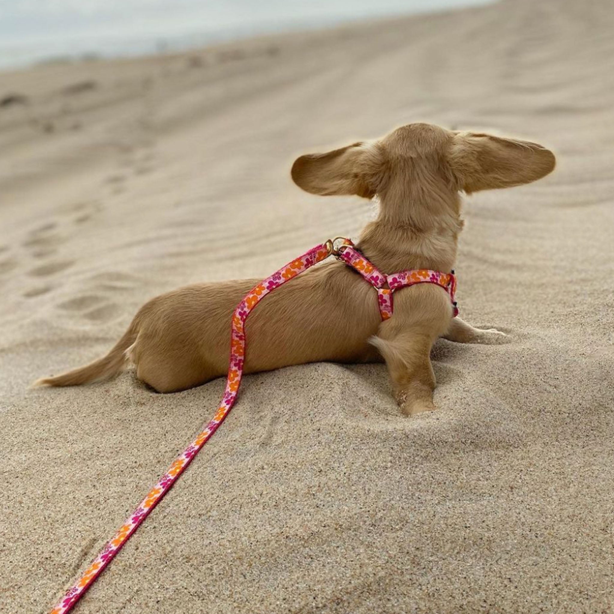 Flower Power Dog Lead