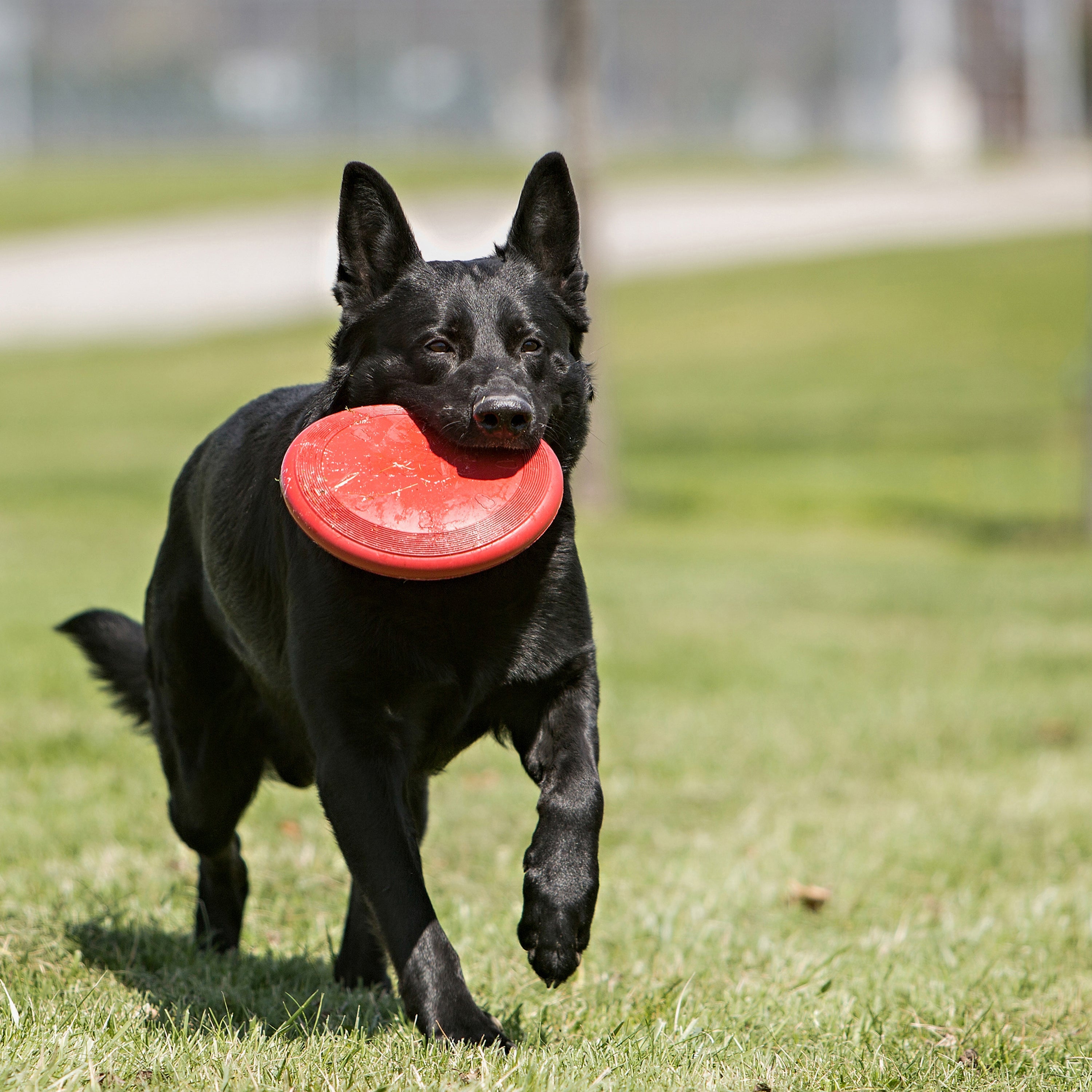 Kong Red Rubber Flyer - HT Animal Supply