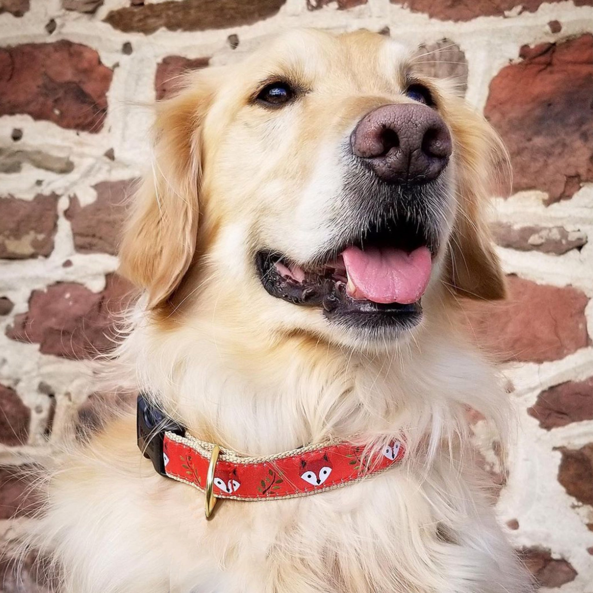 Foxy Dog Collar