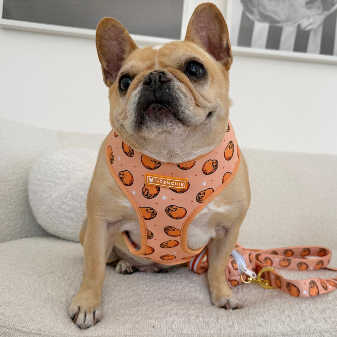 Frenchie Duo Reversible Harness - French Potato