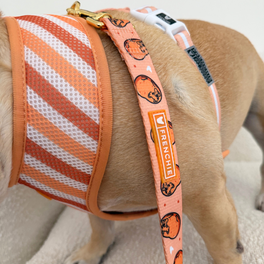Frenchie Duo Reversible Harness - French Potato