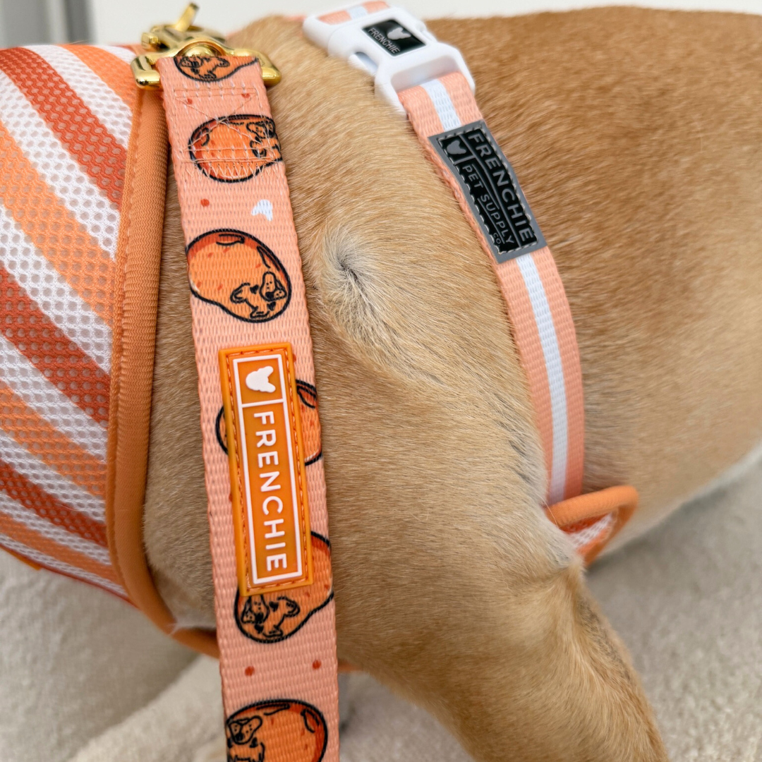 Frenchie Comfort Leash - French Potato