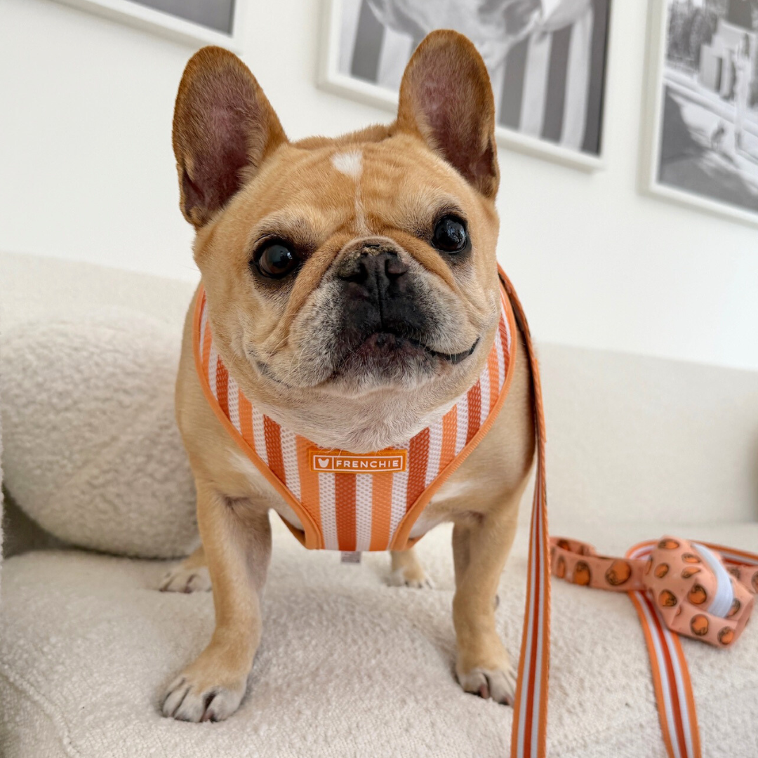 Frenchie Duo Reversible Harness - French Potato