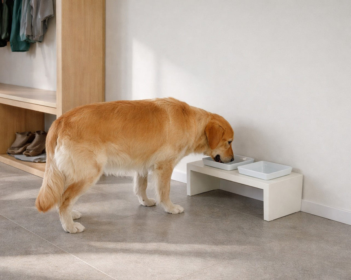 Bowsers Fresco Double Wood Dog Bowl Feeder - Elevated Designer Pet Dining