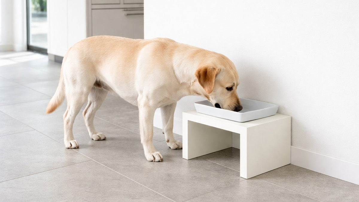 Bowsers Fresco Single Wood Dog Bowl Feeder - Elevated Designer Pet Dining