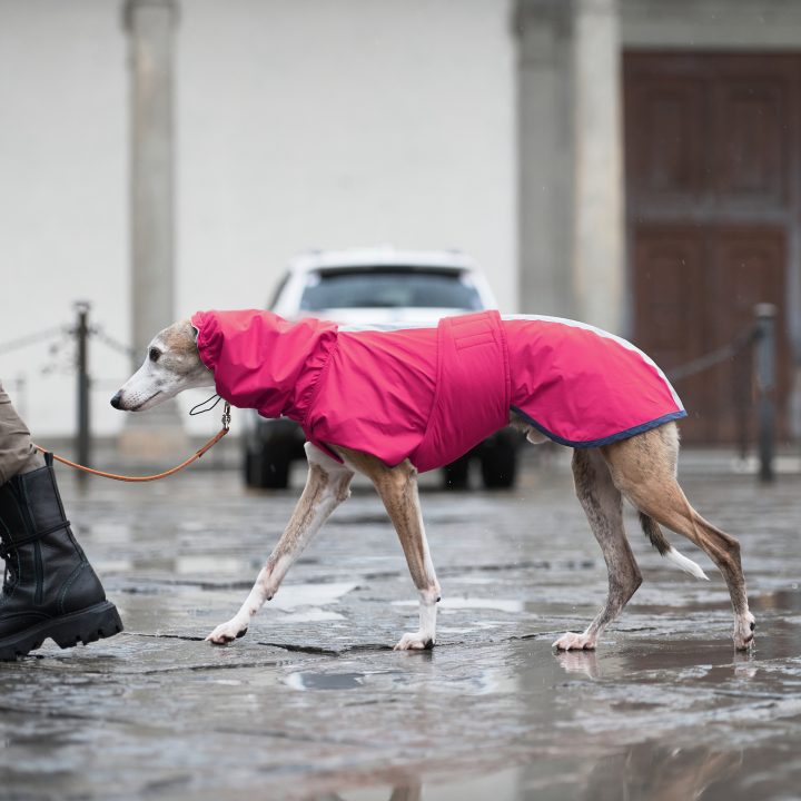 Sketches Raincoat for Greyhounds